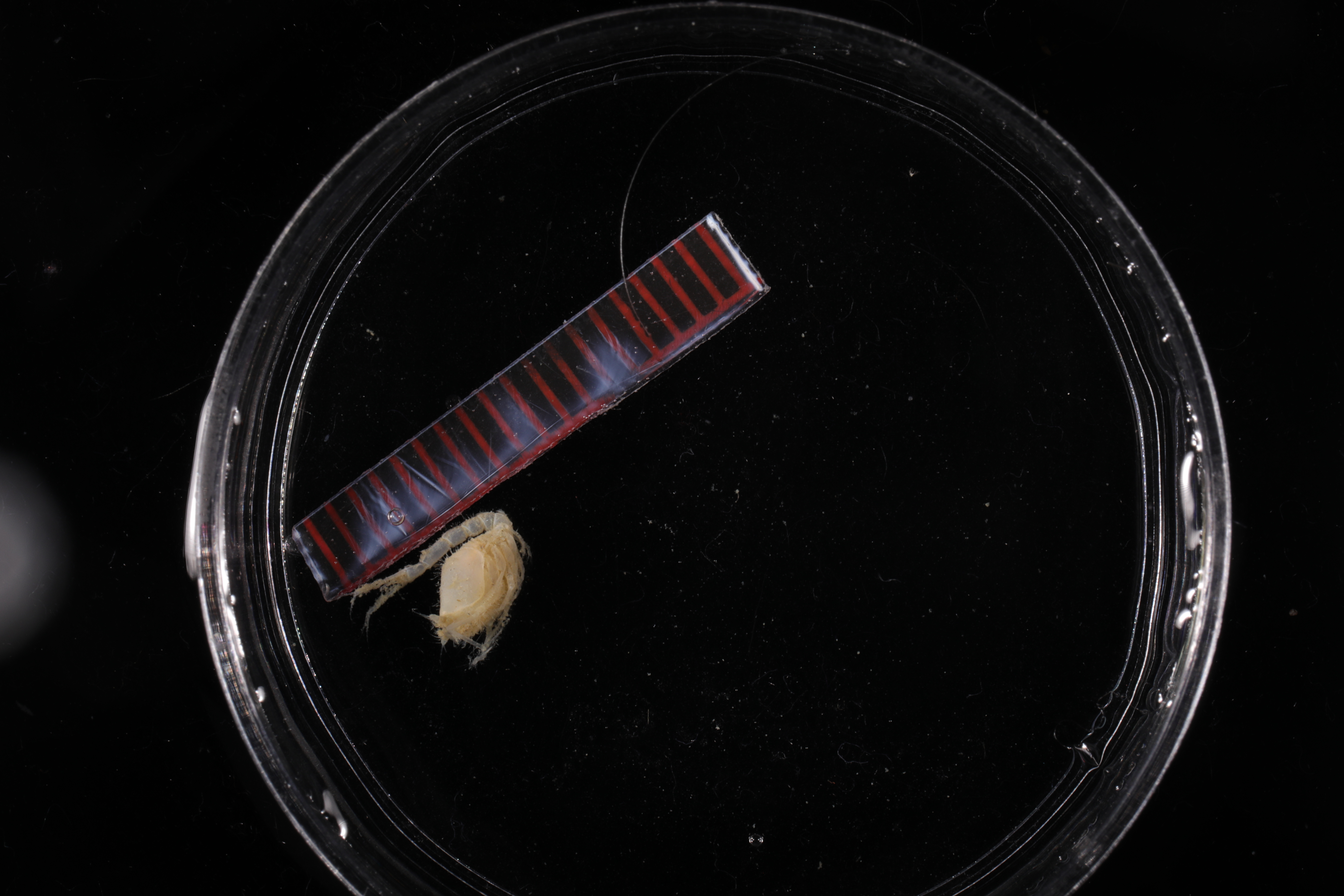 Leptostylis crassicauda