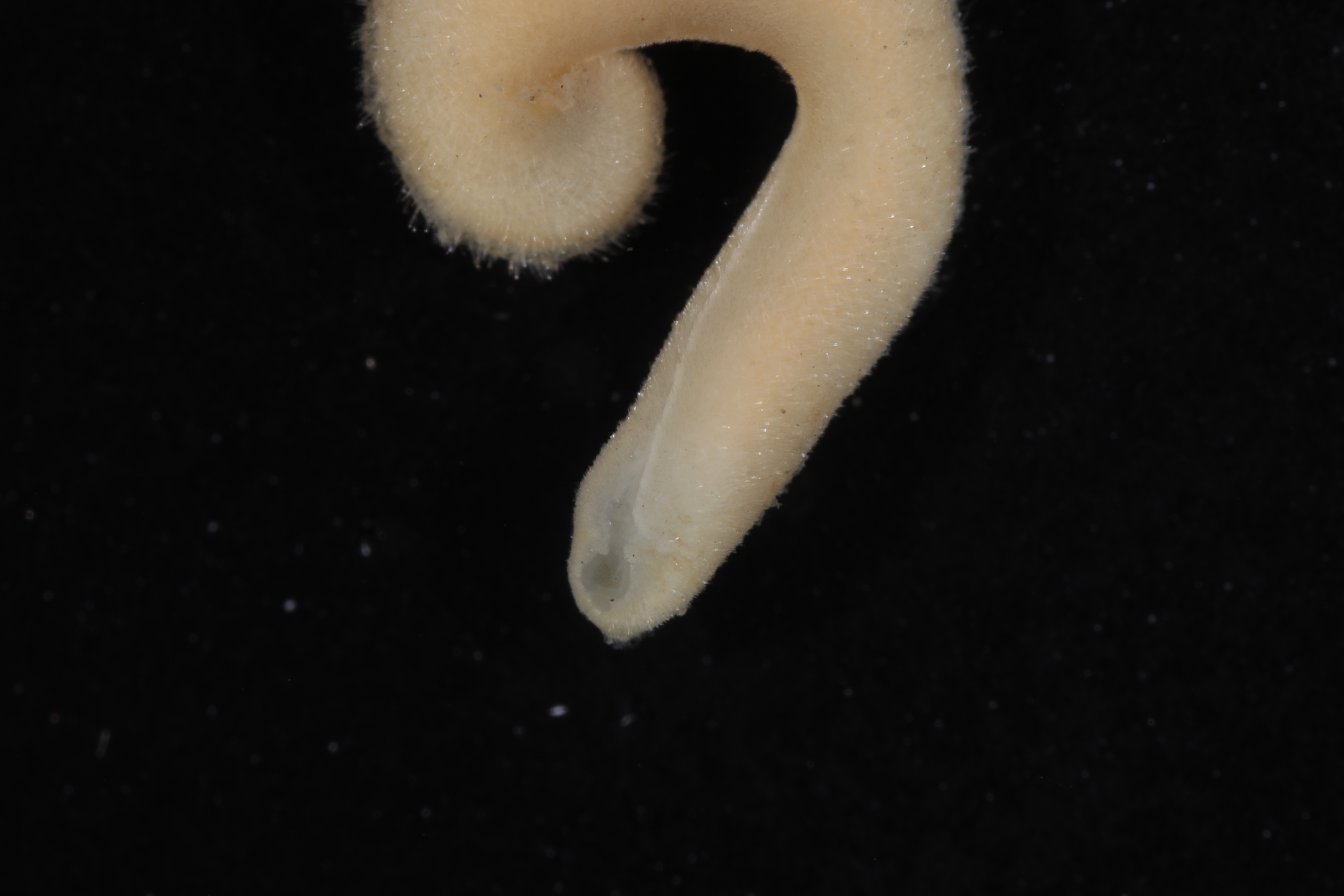 Entonomenia cristata