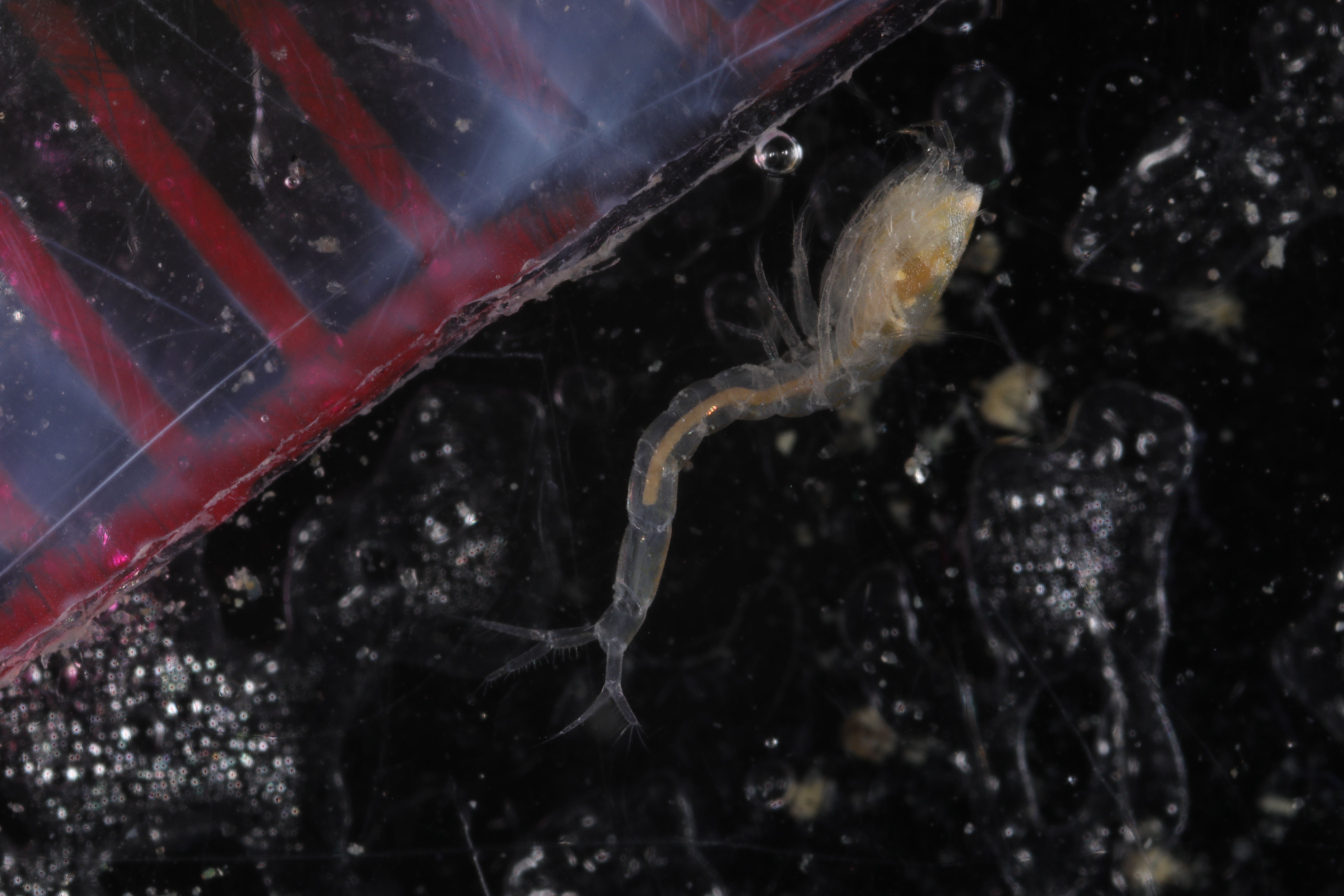 Vaunthompsonia inermis