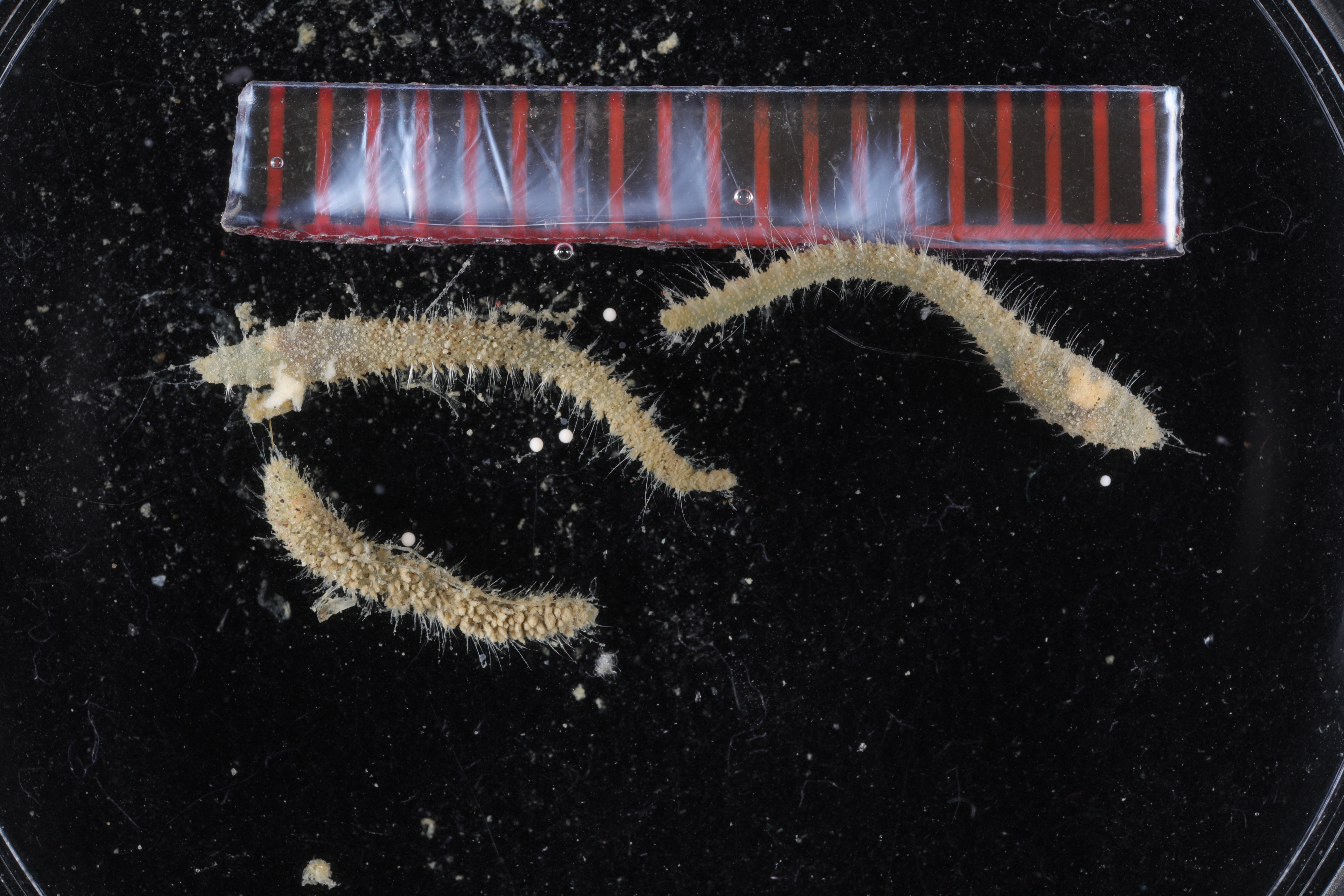 Trypanosyllis gigantea