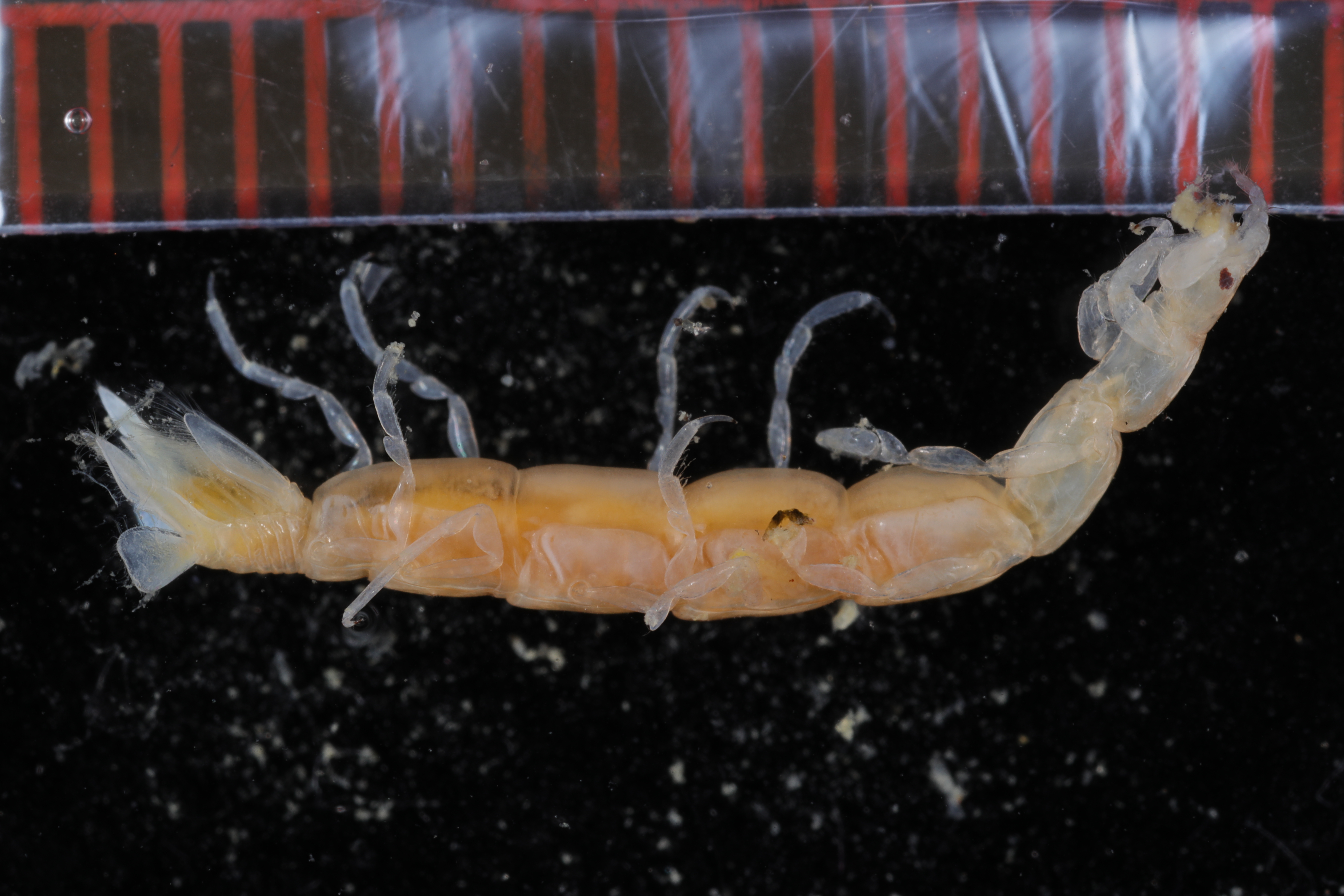 Accalathura gigantissima