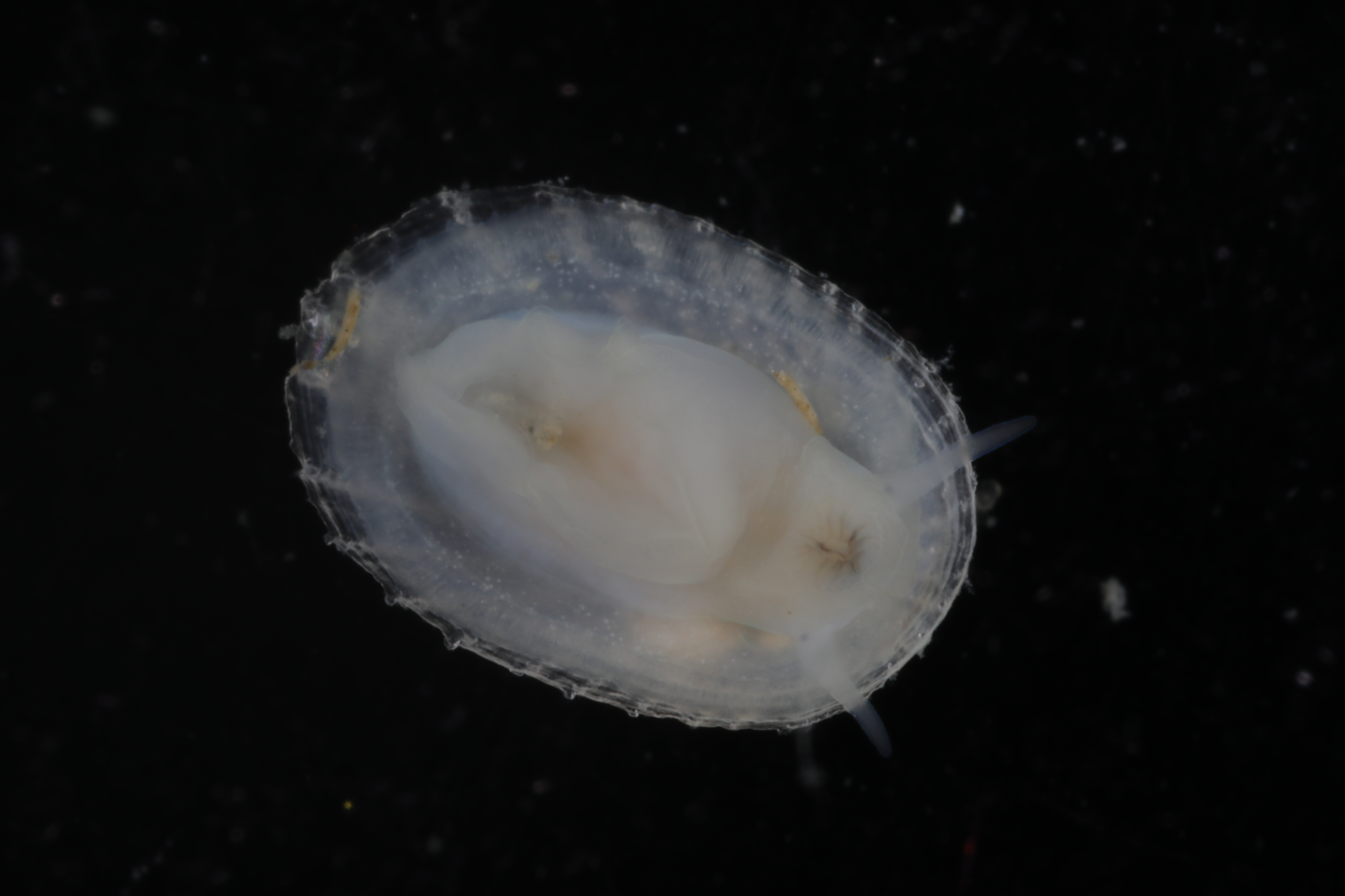 Specimen media