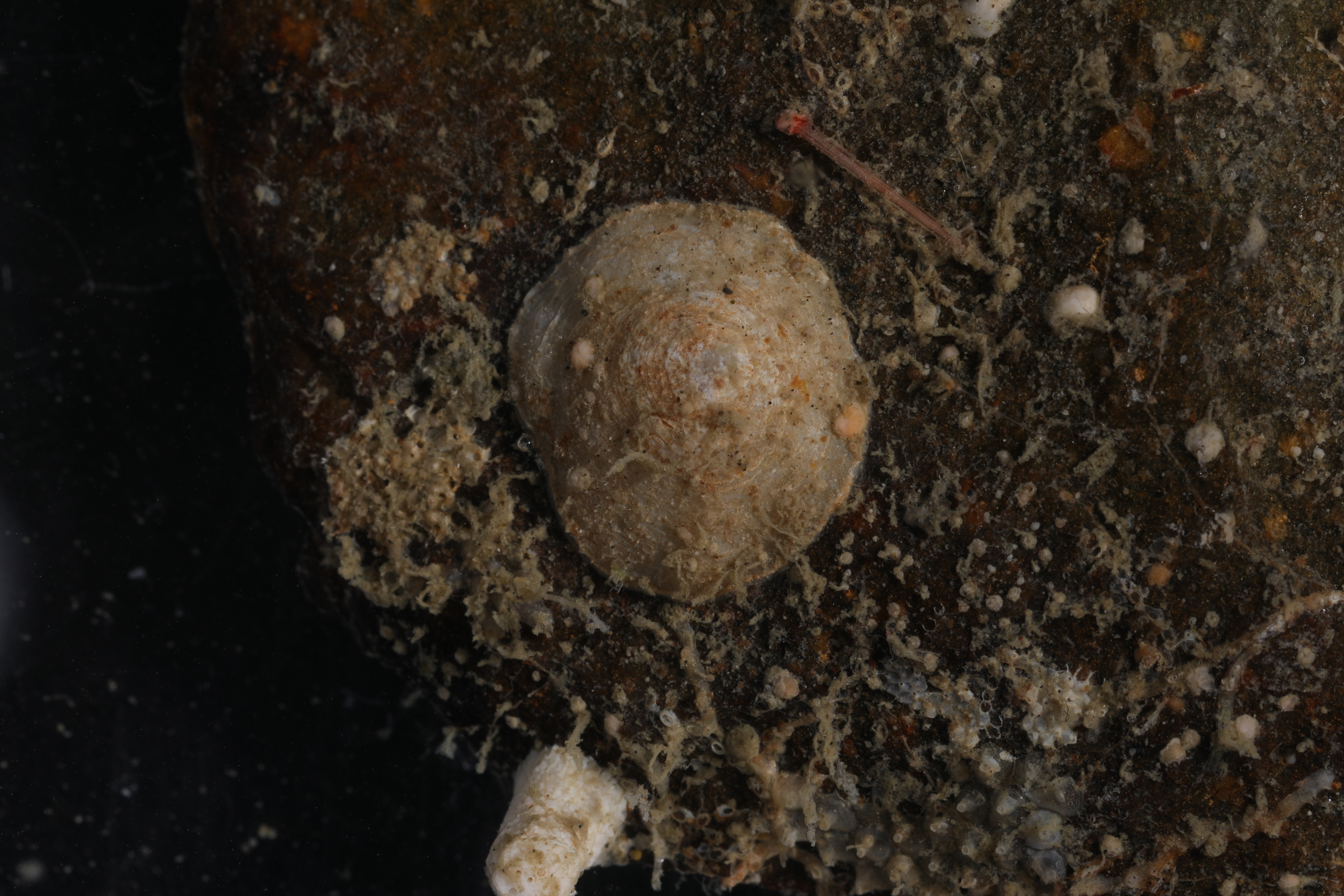 Specimen media