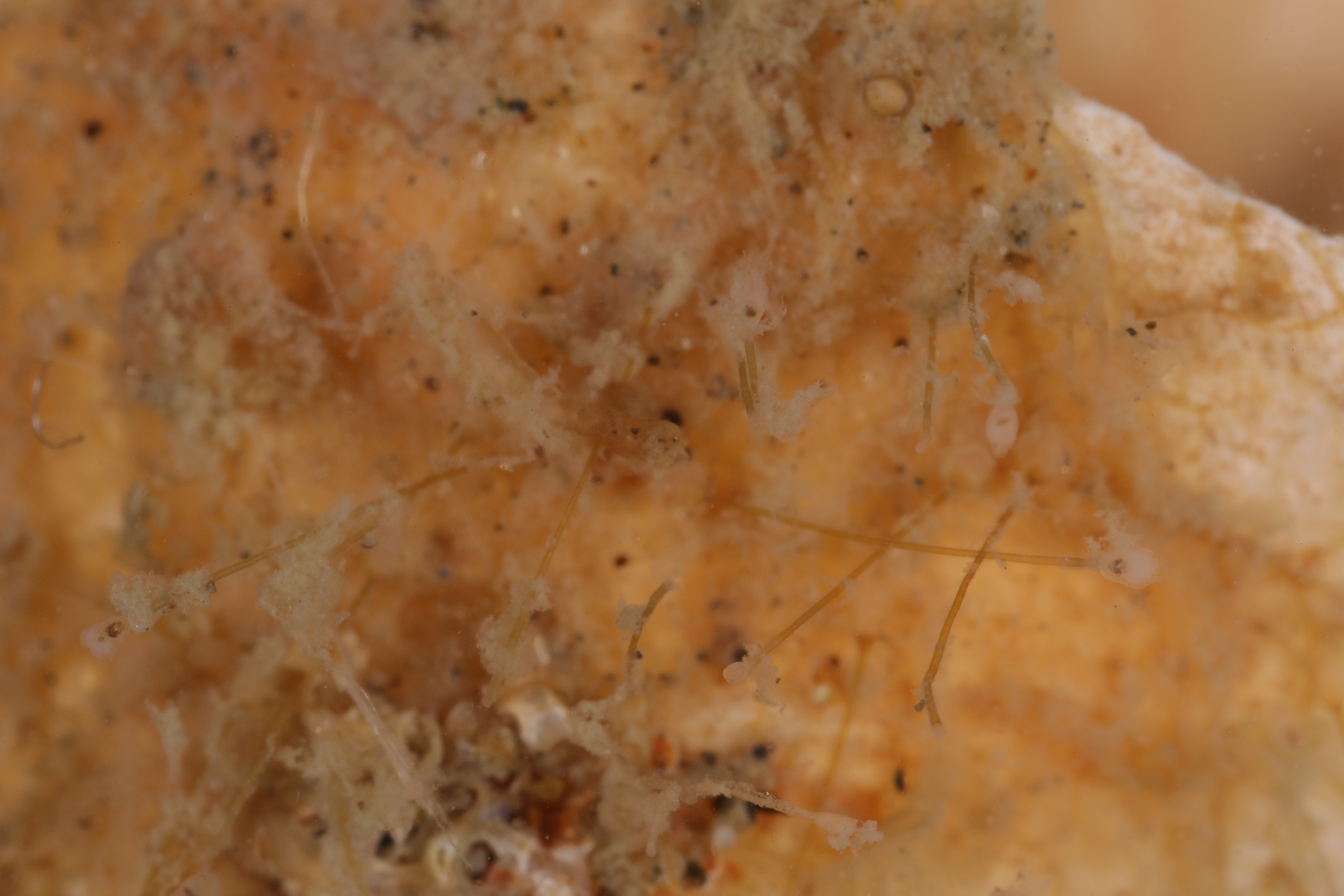 Specimen media
