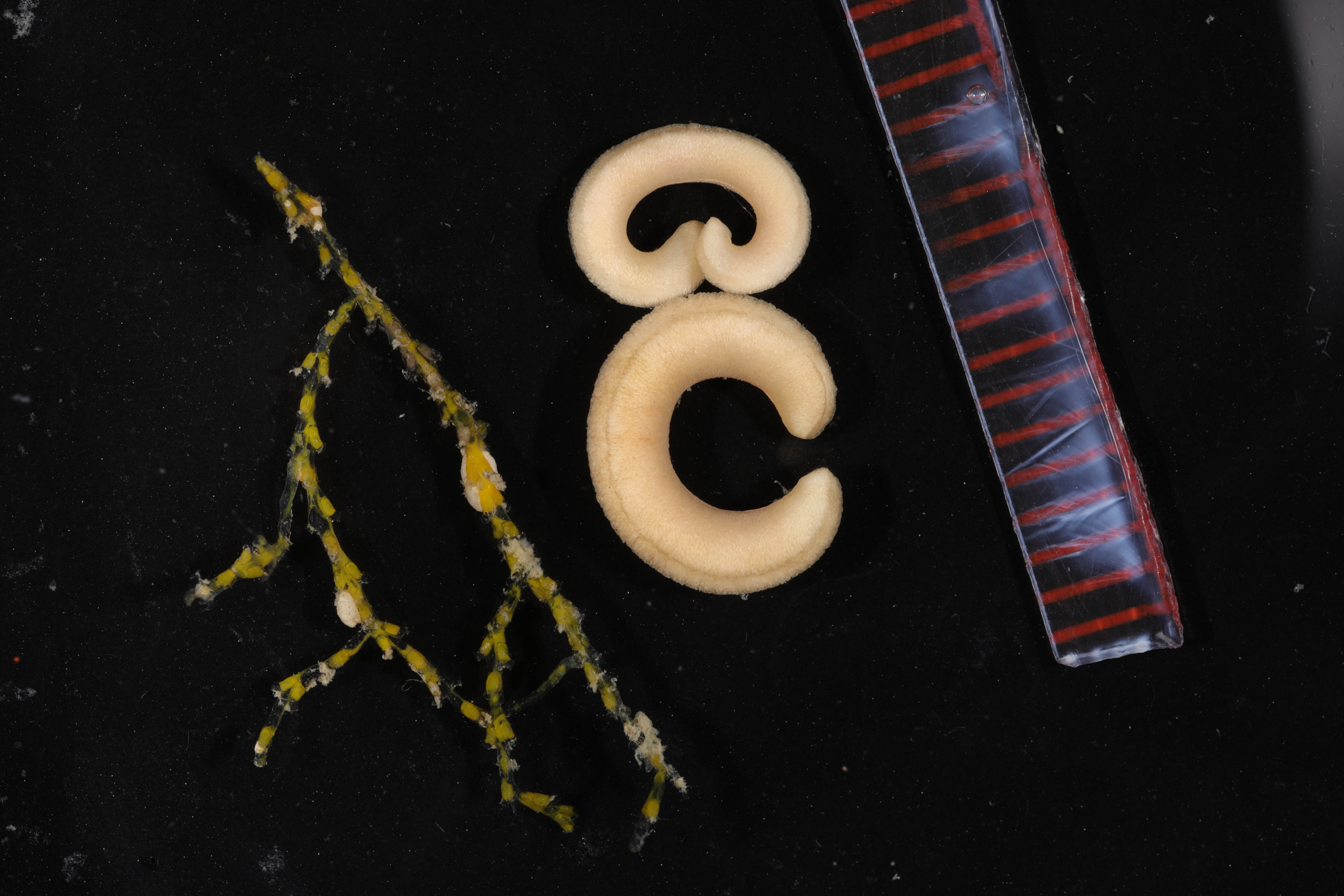 Dorymenia tricarinata