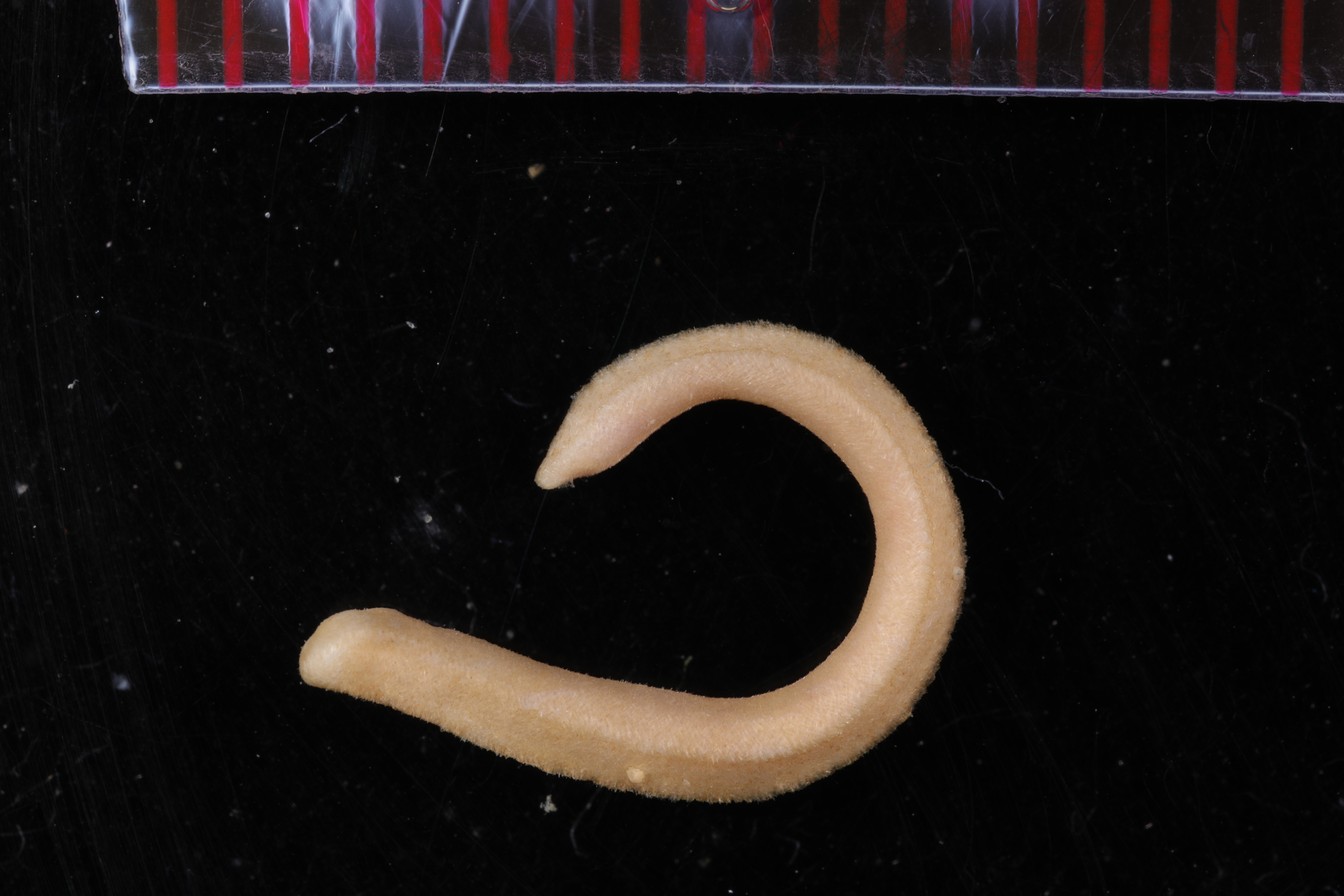 Dorymenia tricarinata