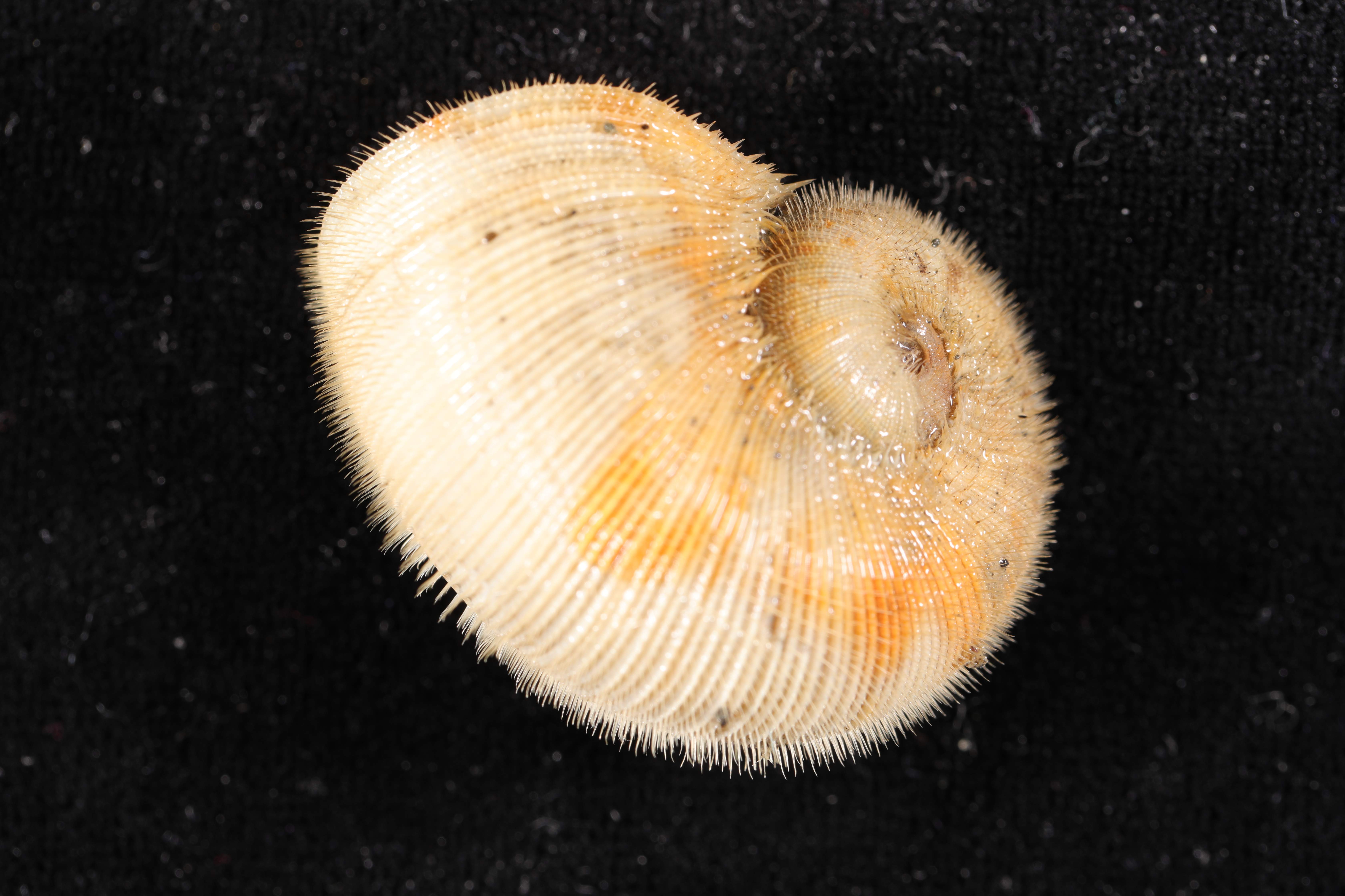 Torellia mirabilis