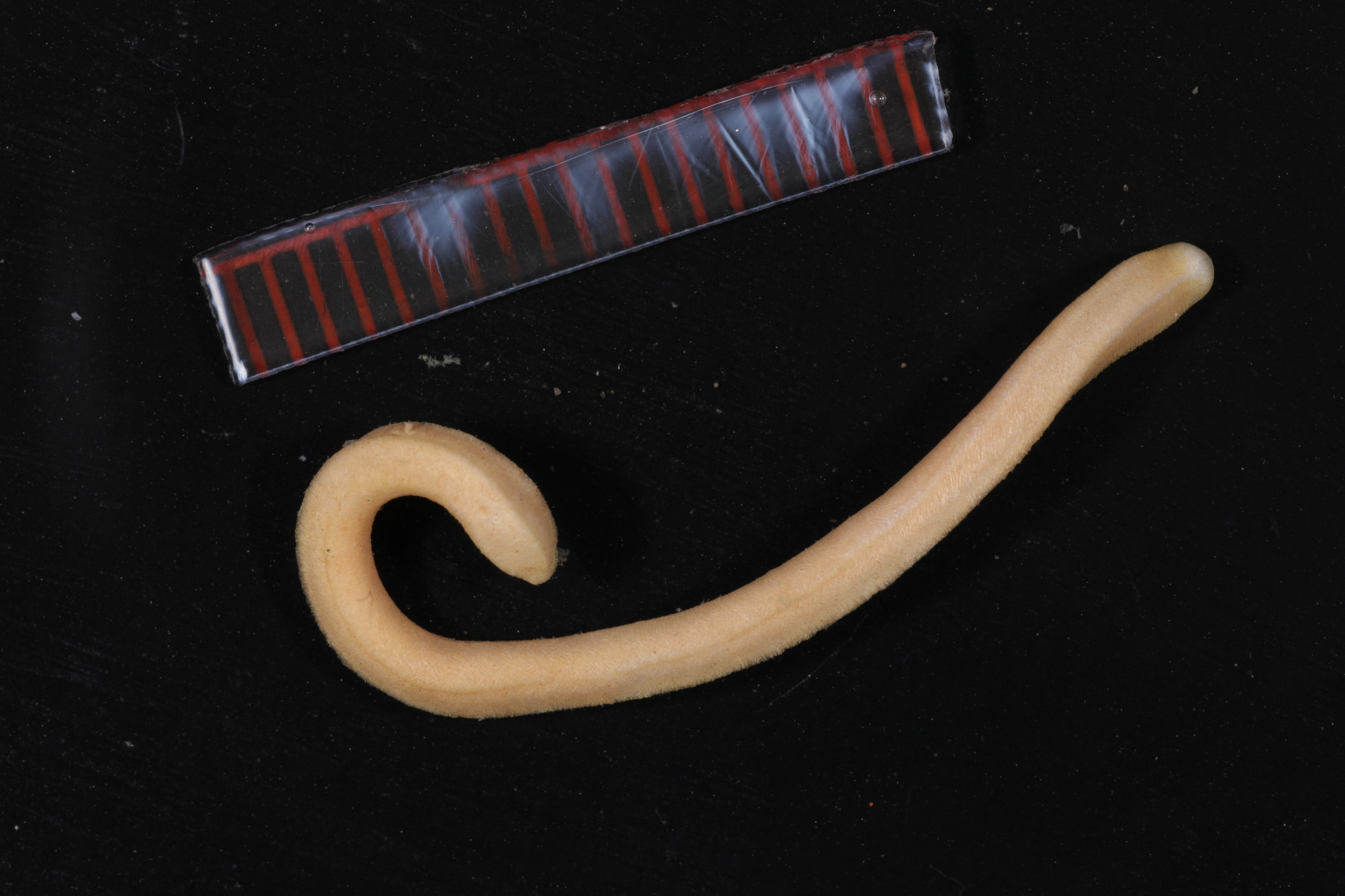 Dorymenia tricarinata