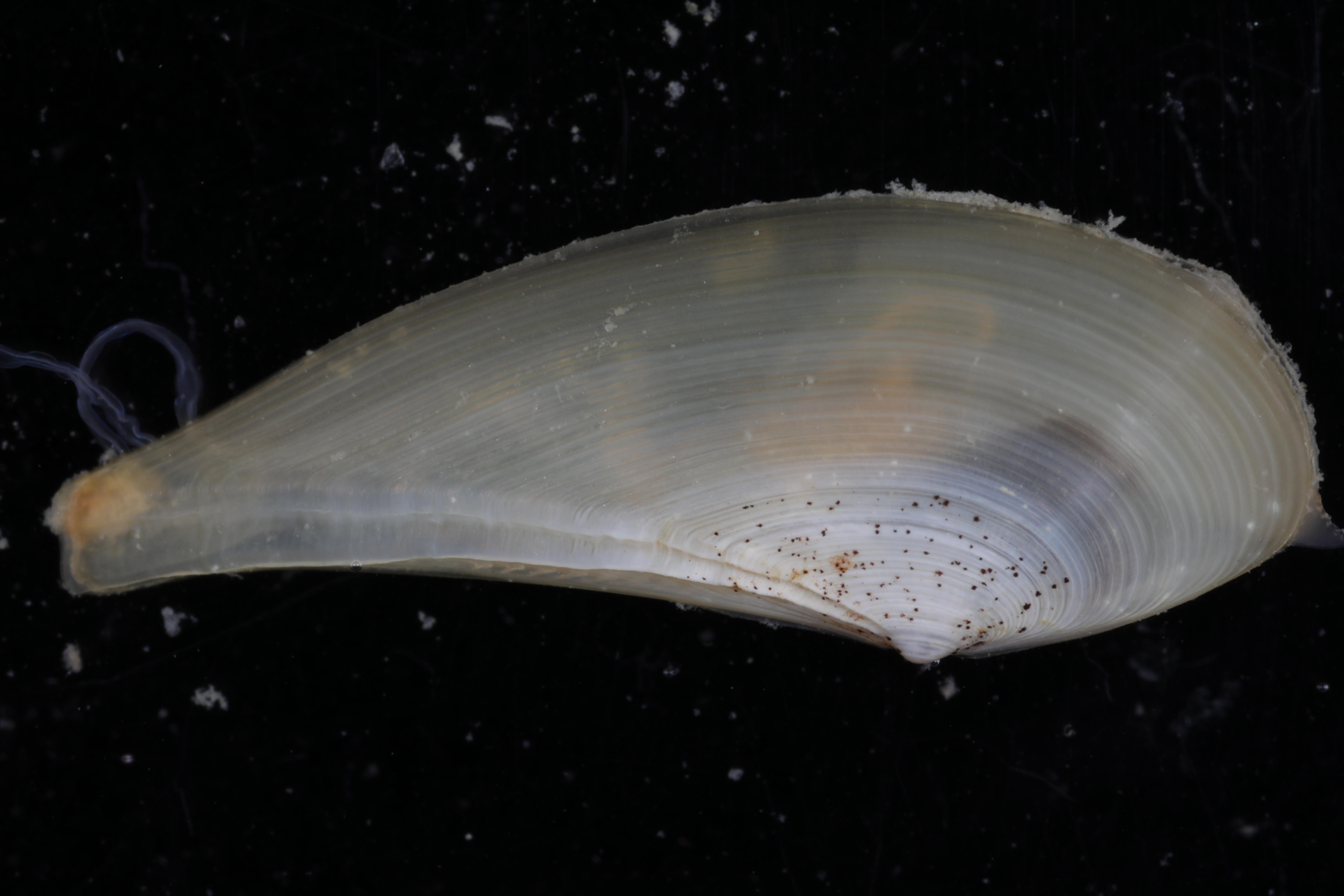 Propeleda longicaudata