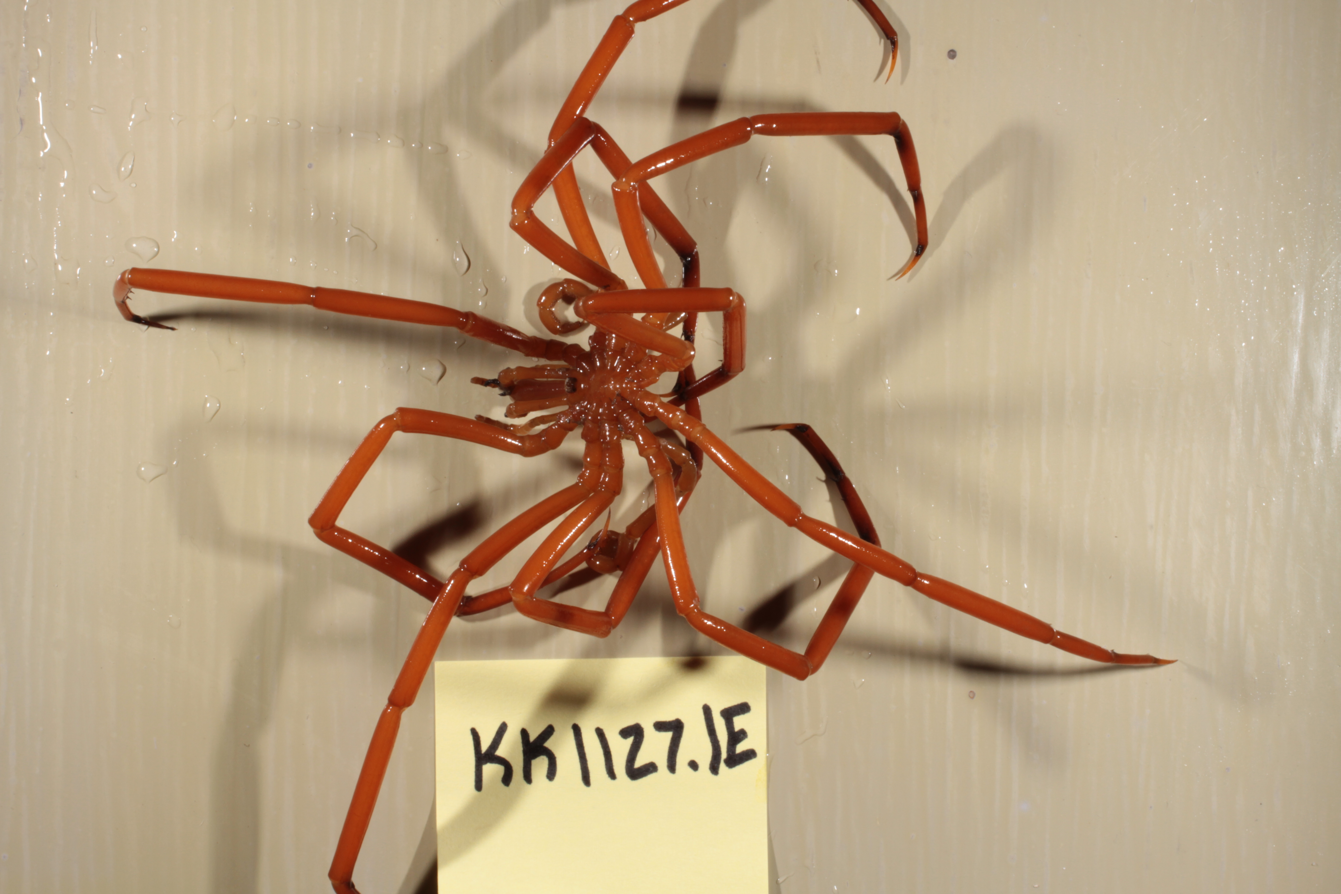 Decolopoda australis