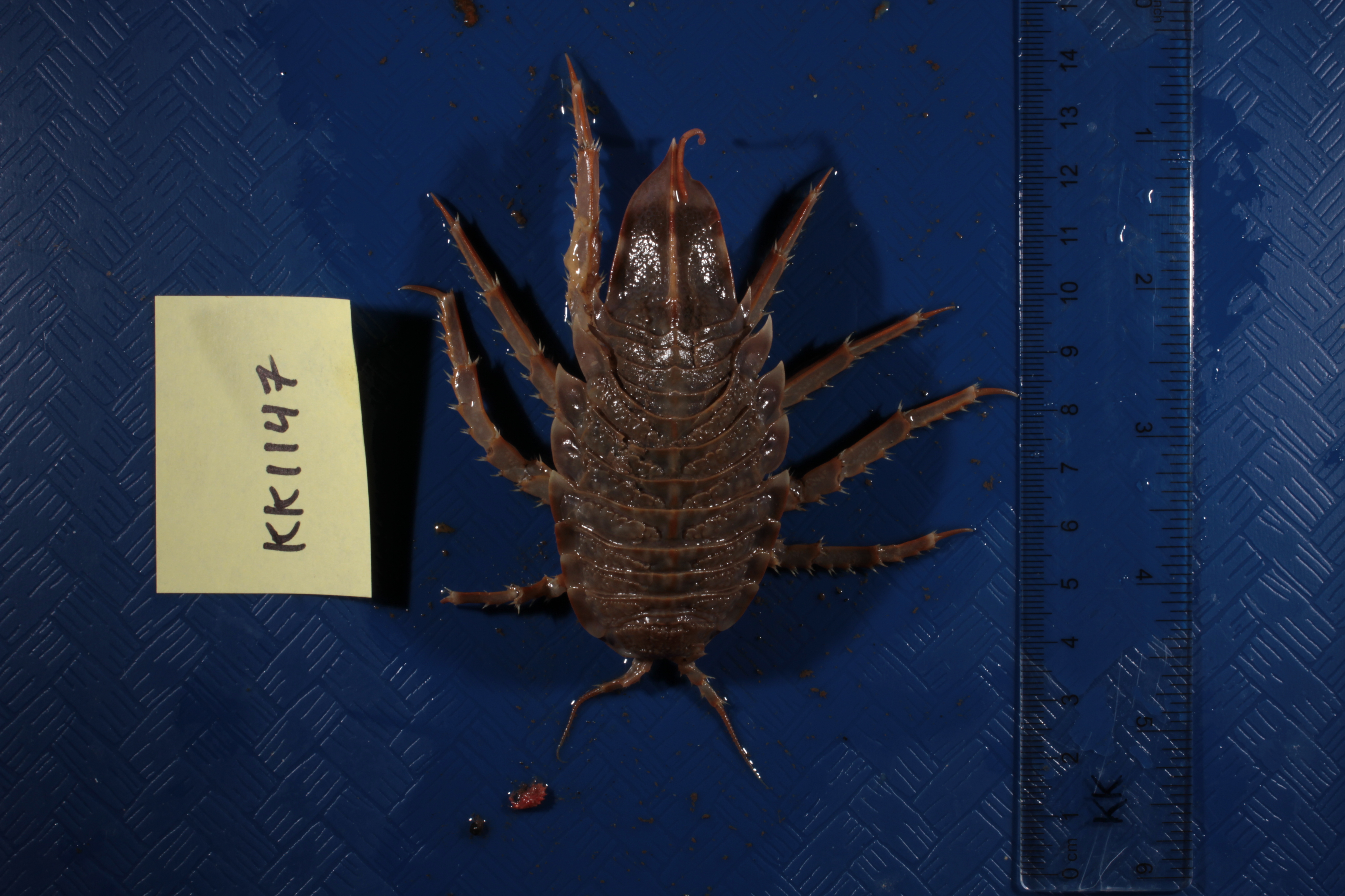 Glyptonotus antarcticus