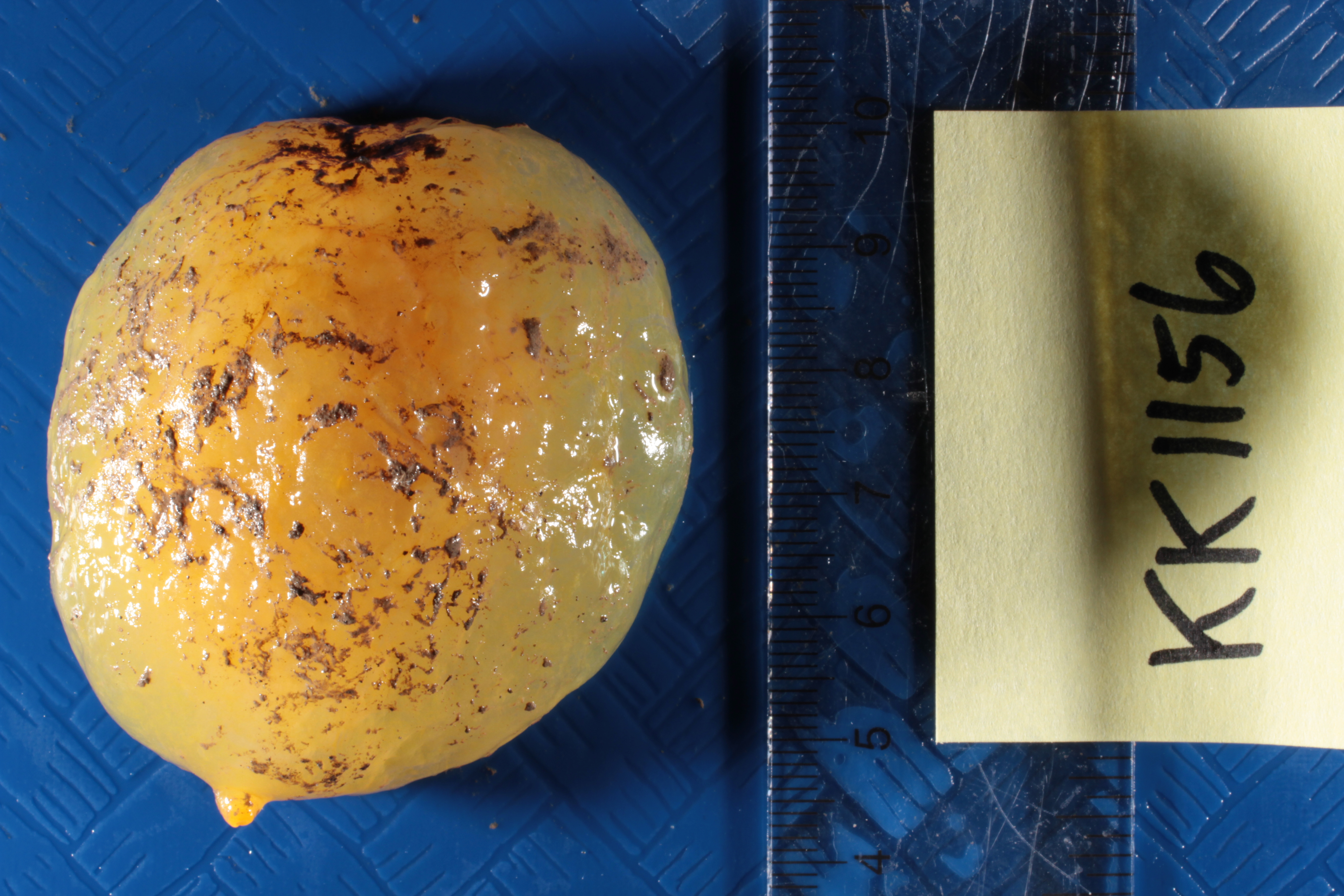 Specimen media