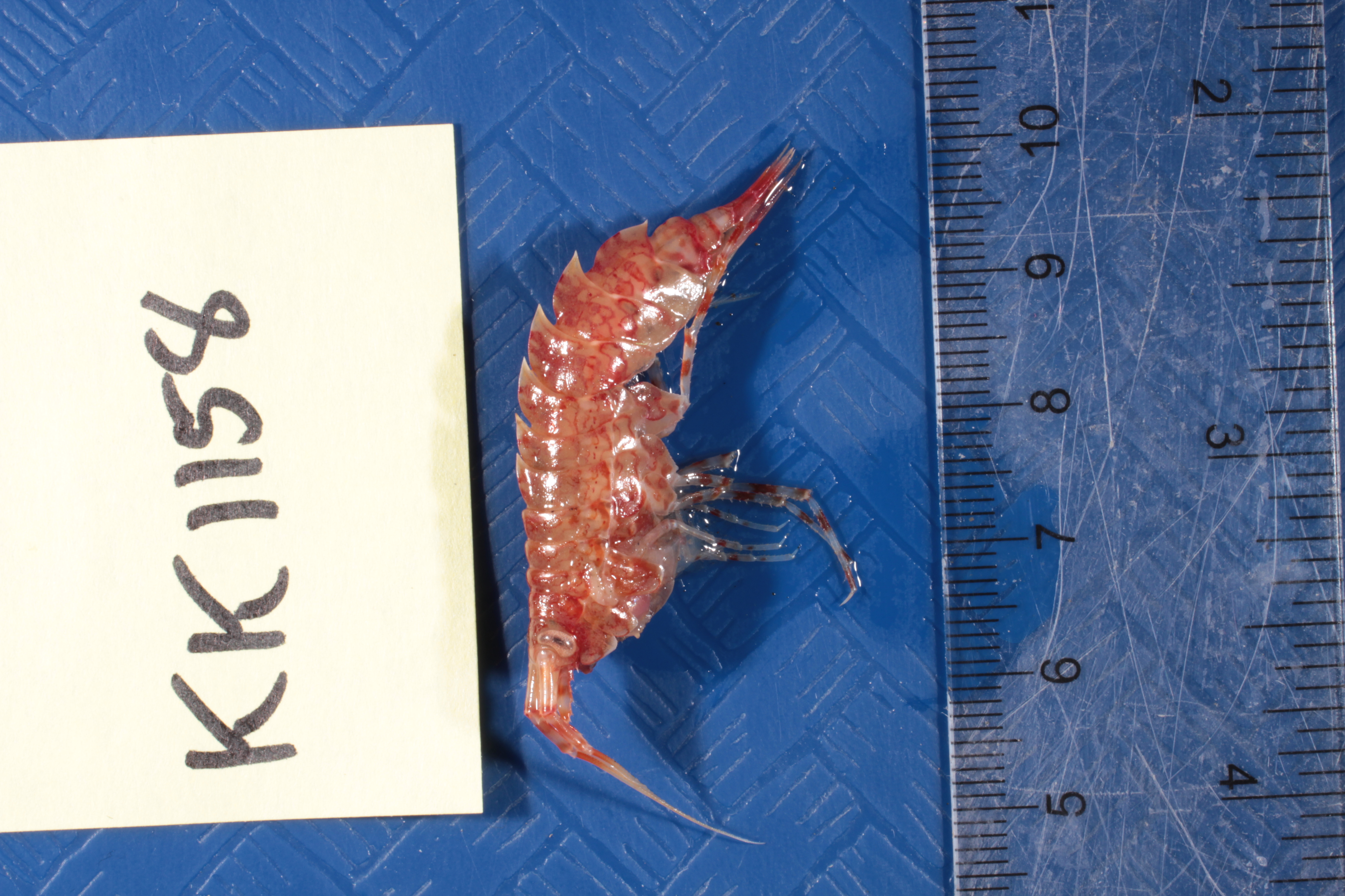 Specimen media