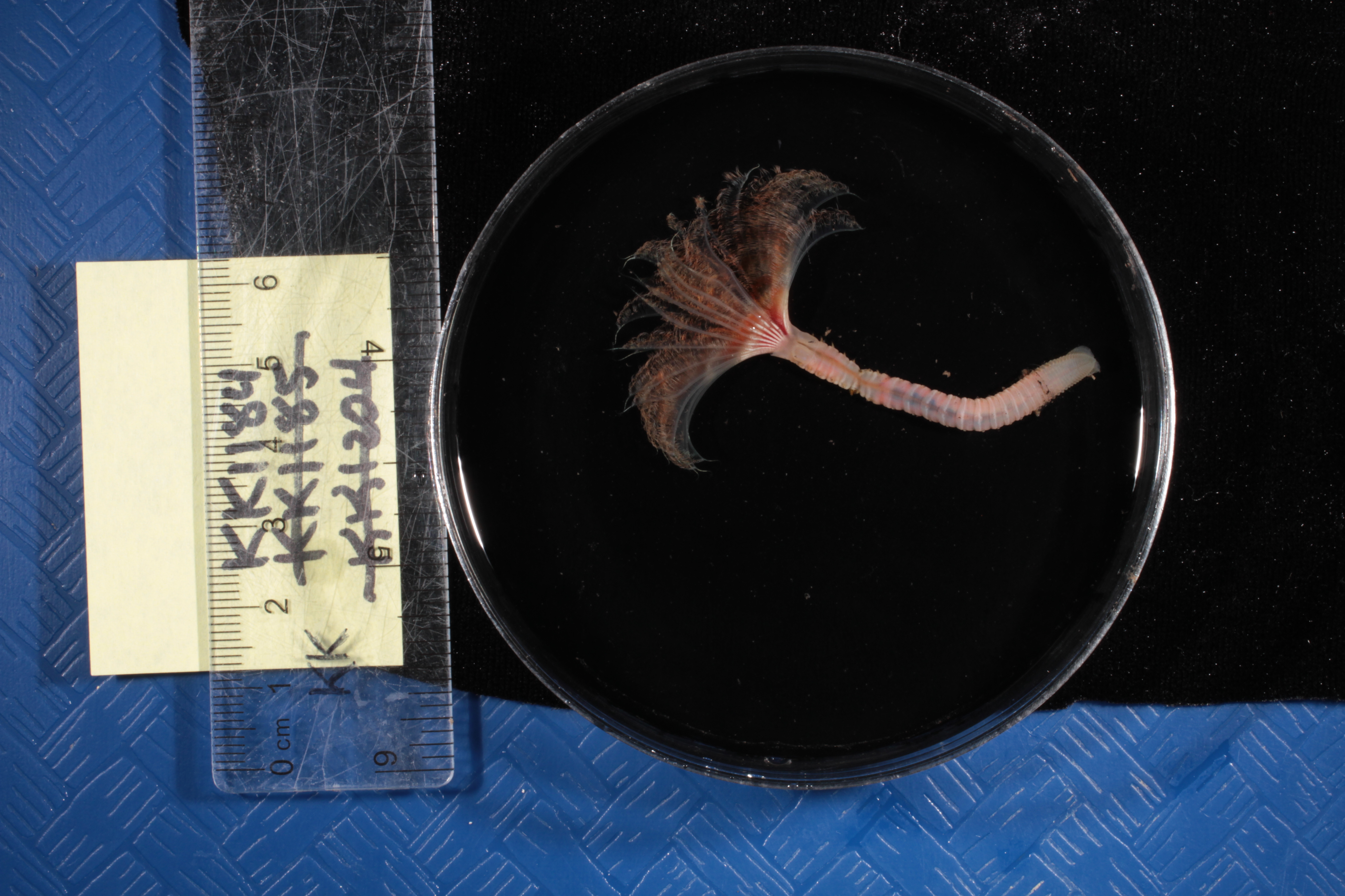 Specimen media