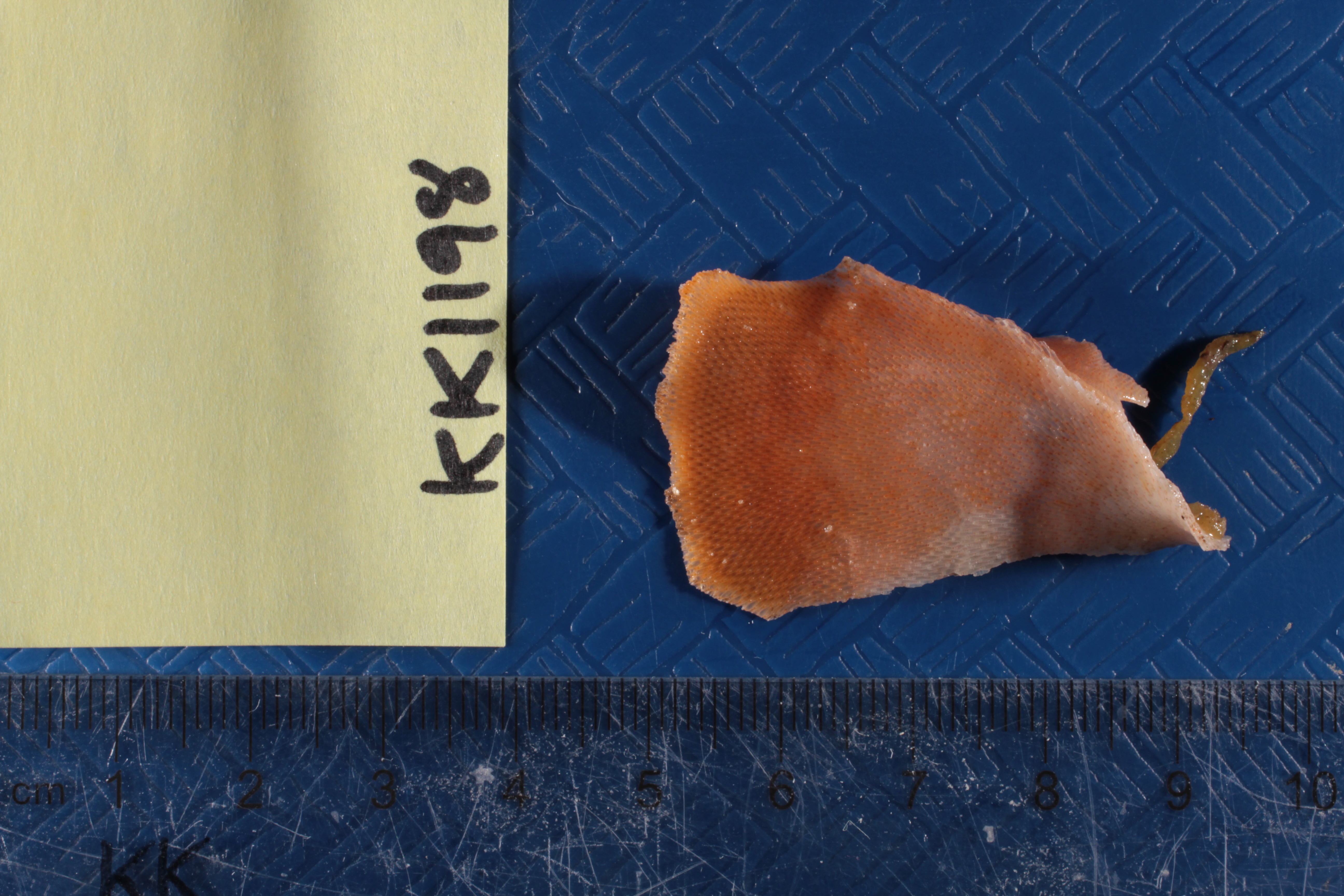 Specimen media