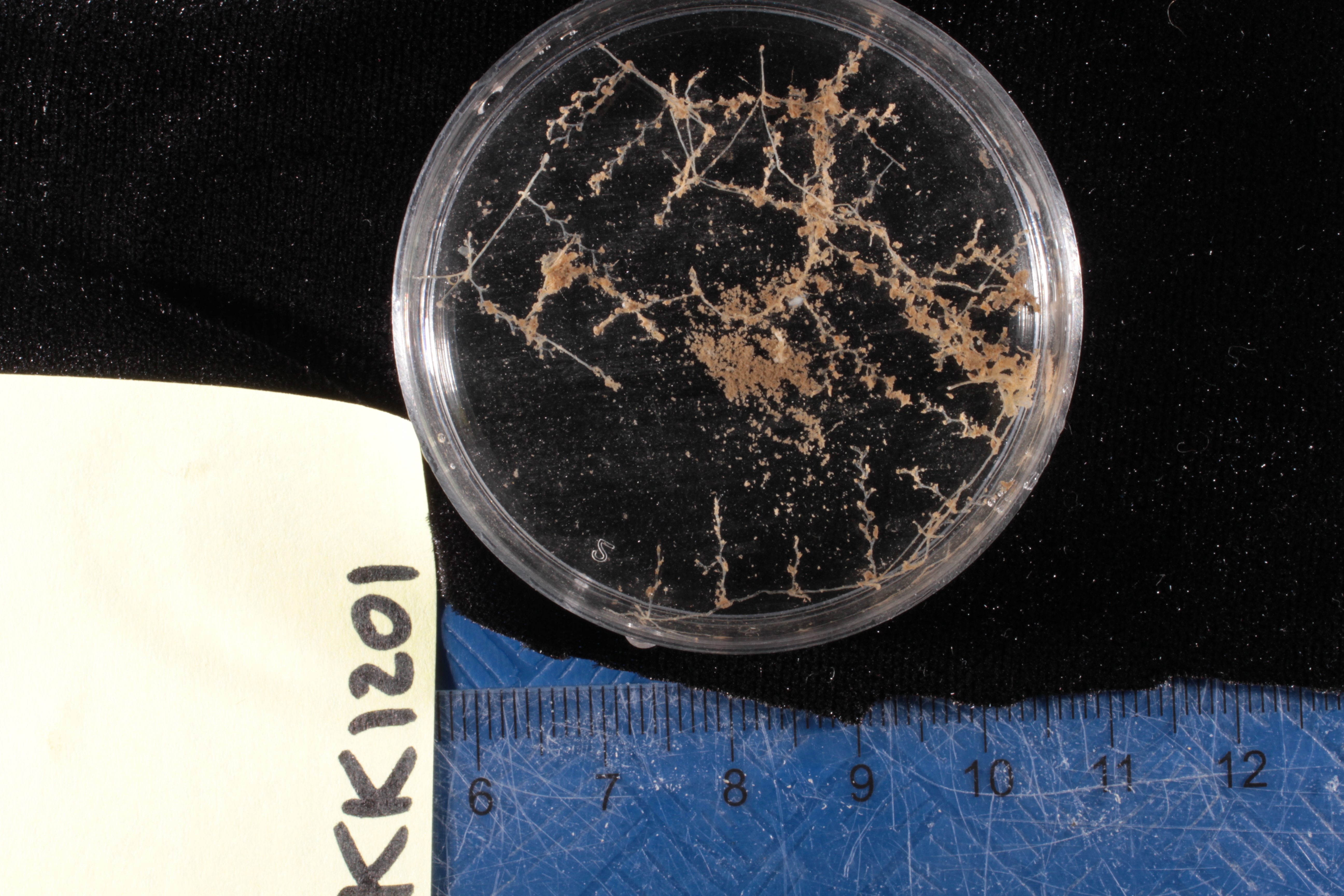 Specimen media