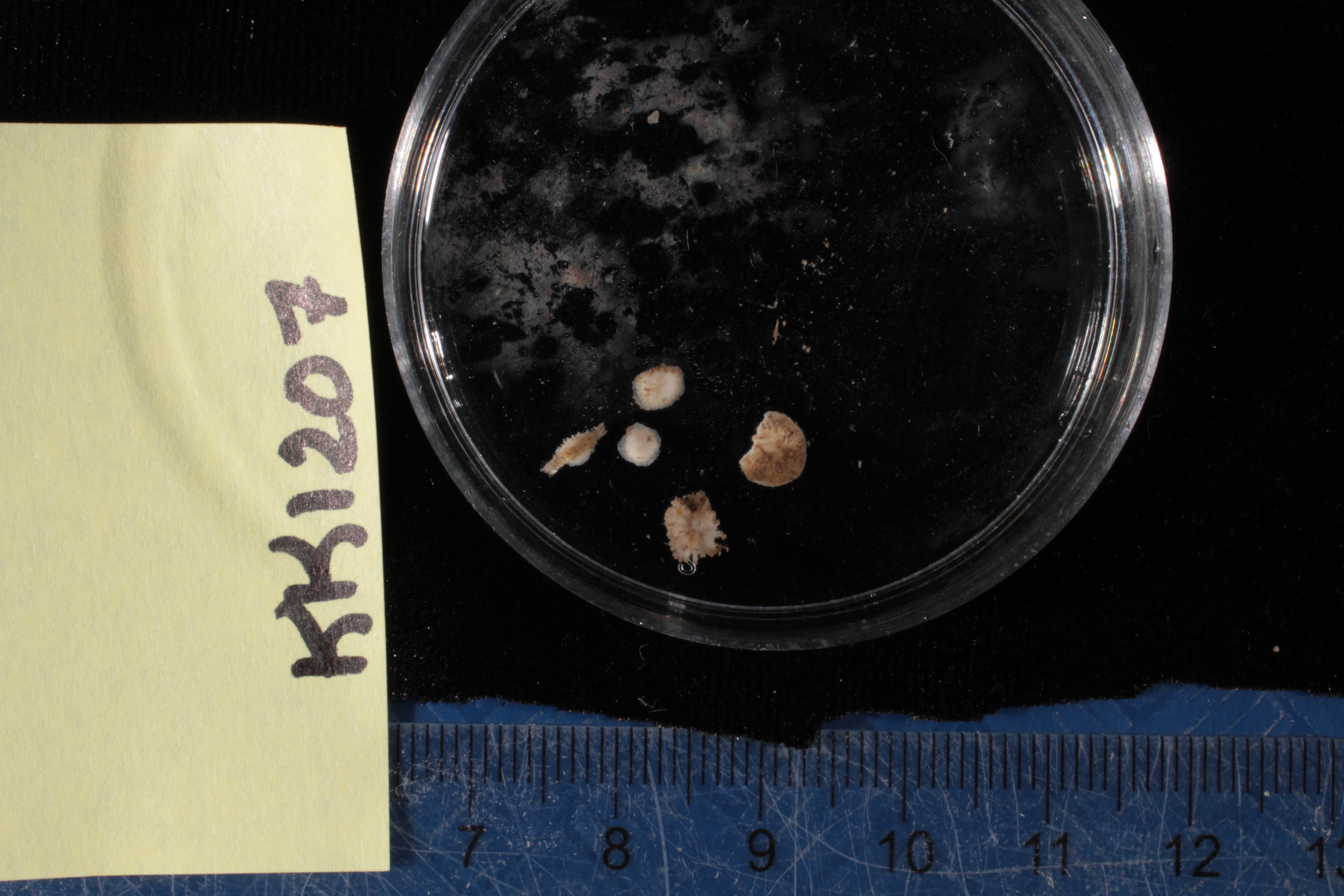 Specimen media