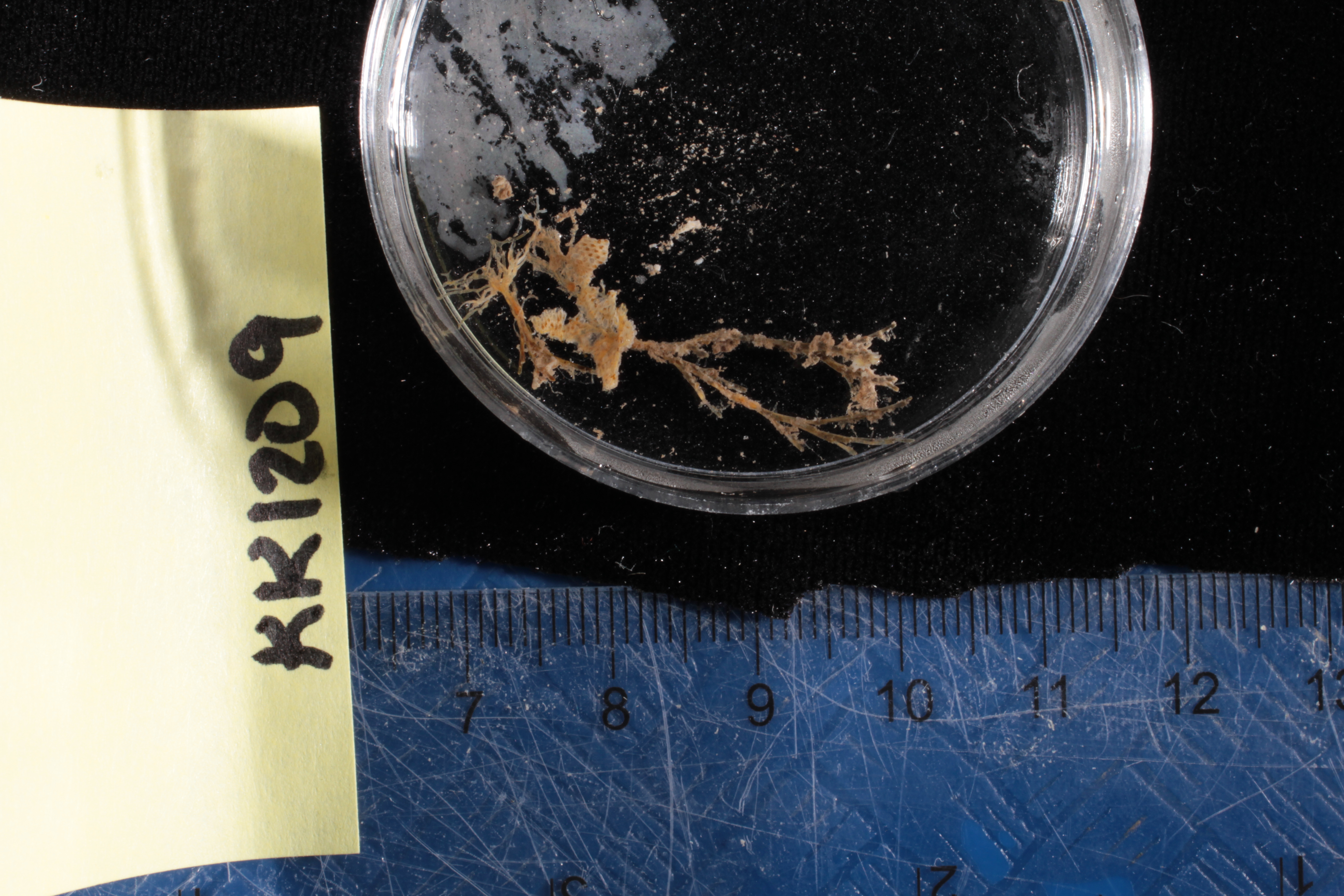 Specimen media
