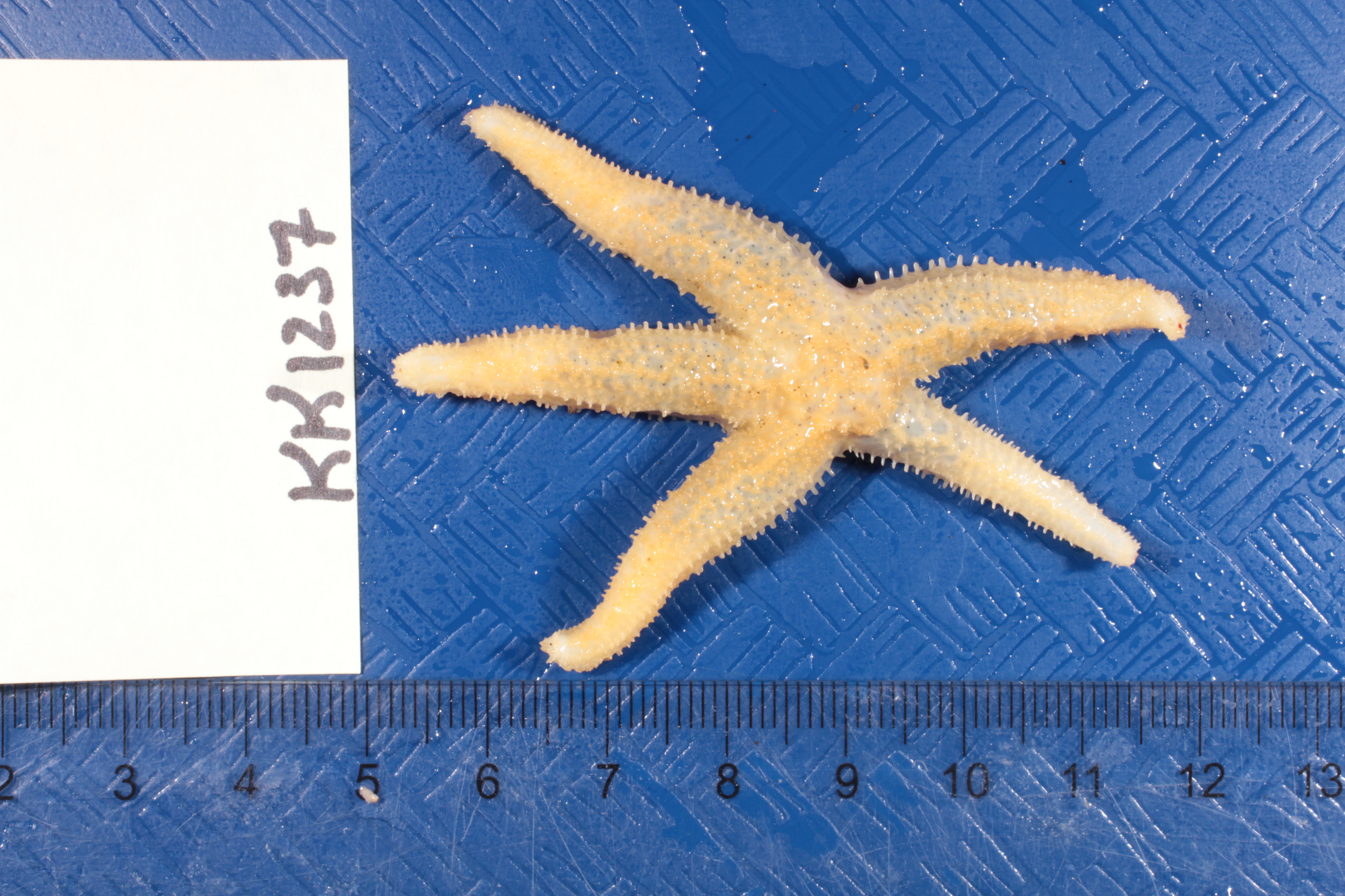 Specimen media