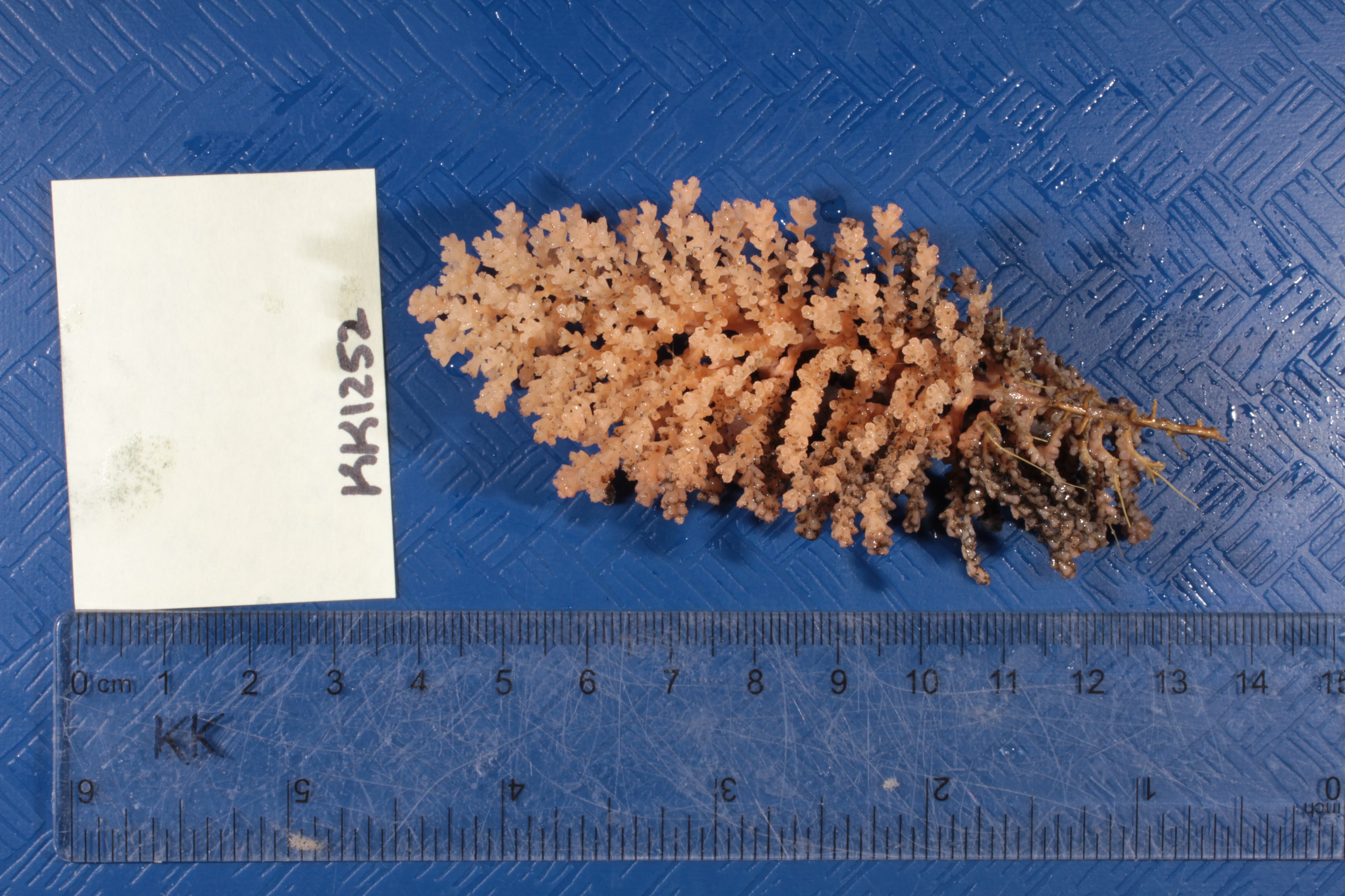 Specimen media