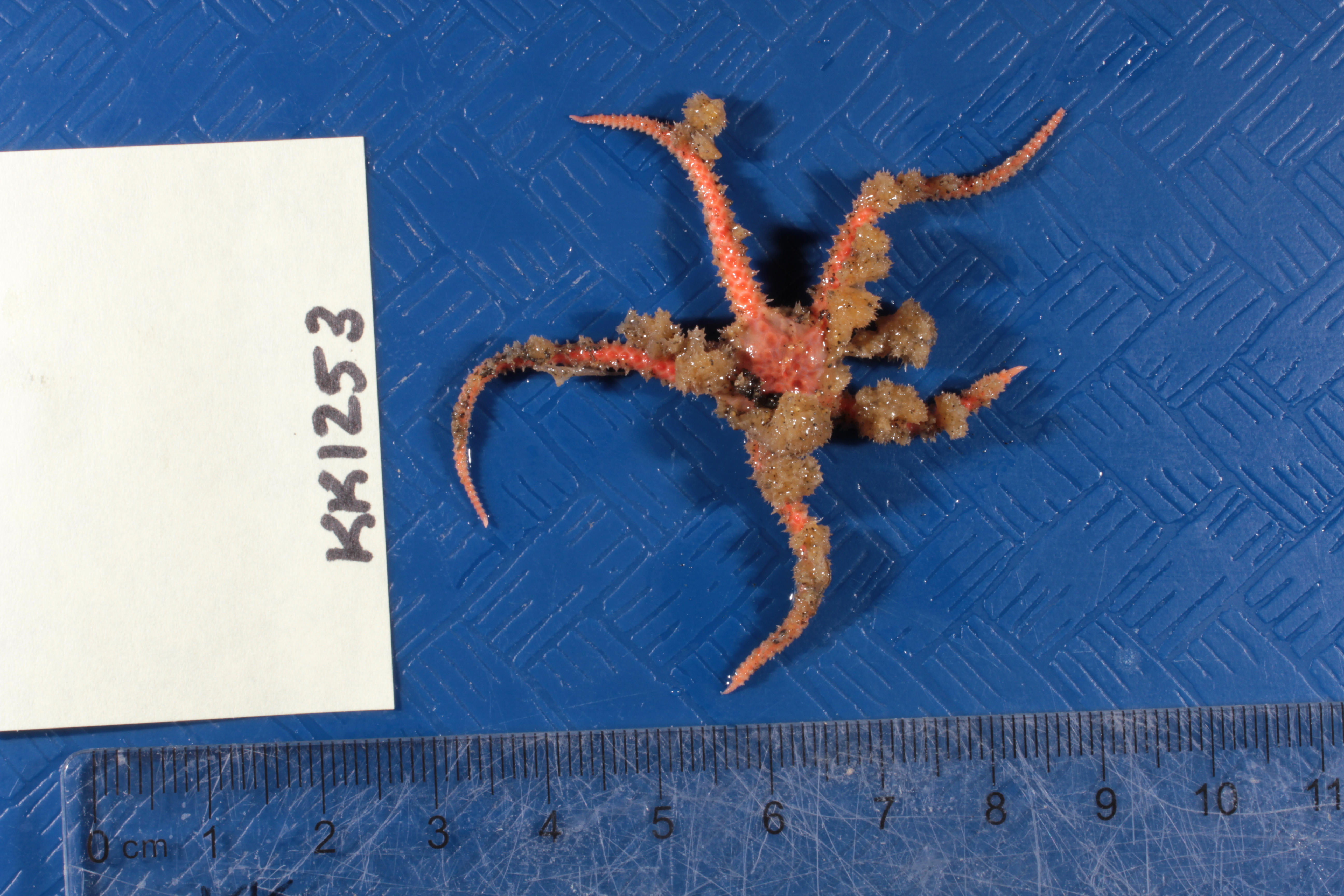 Ophioplinthus brevirima