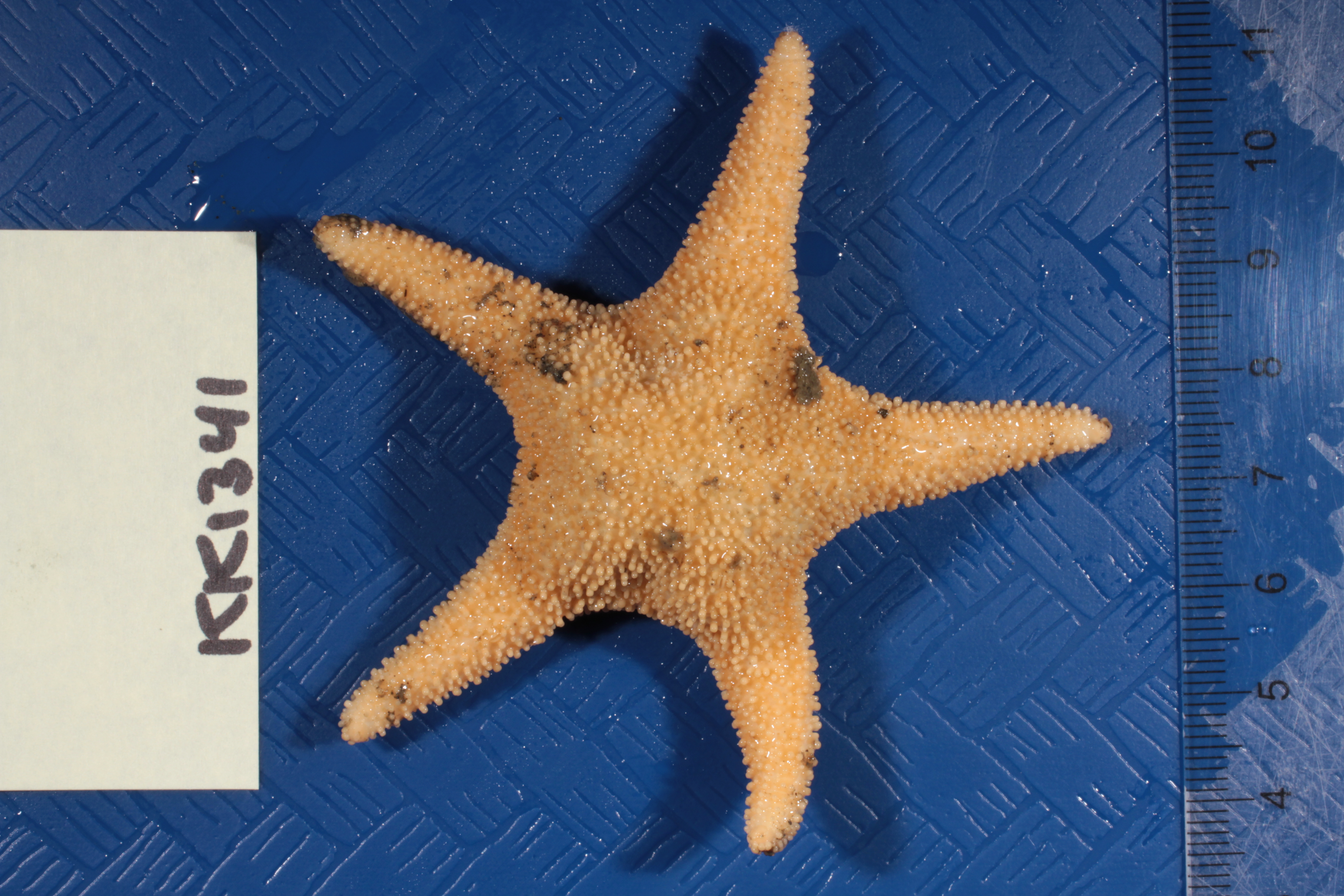 Specimen media