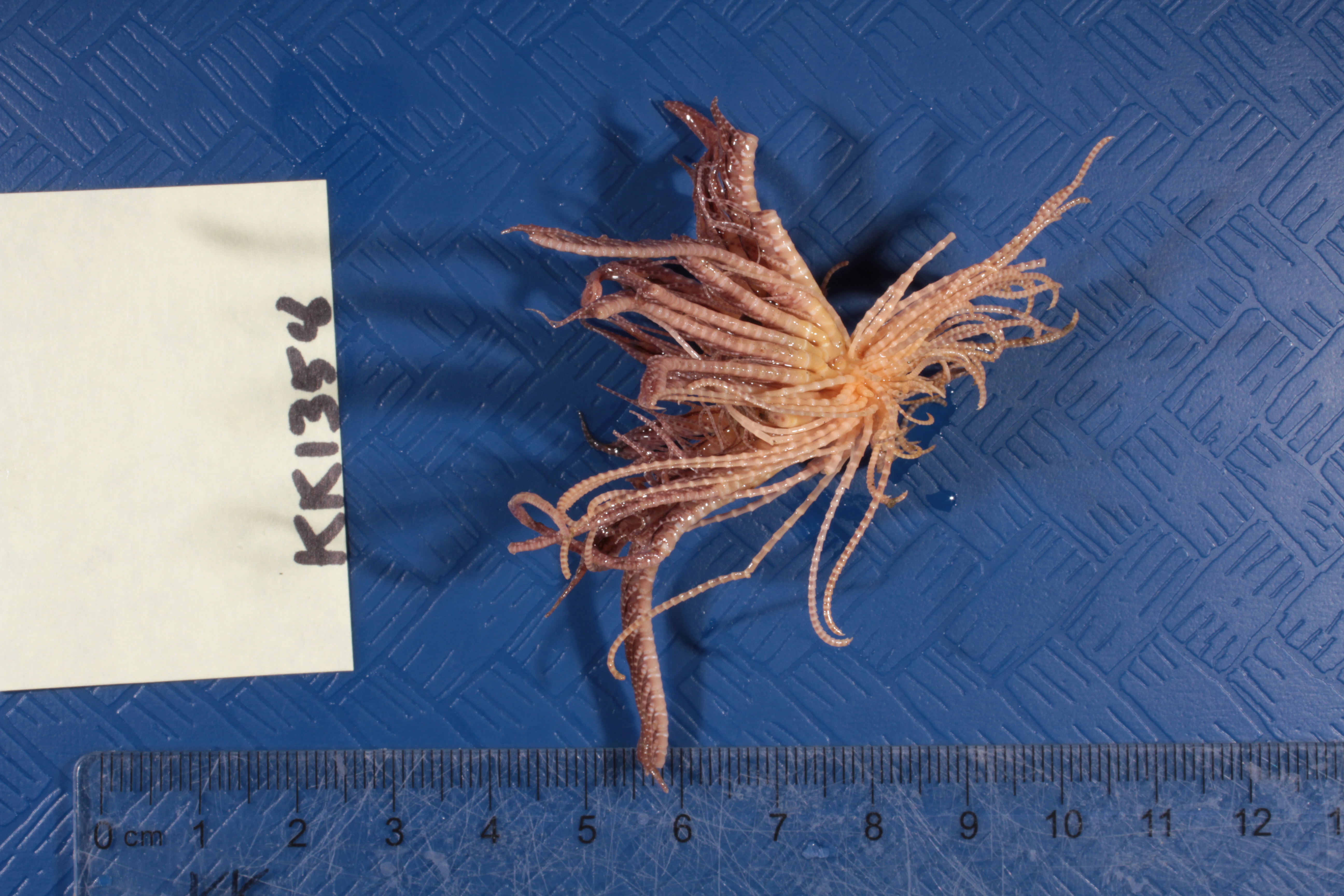 Promachocrinus kerguelensis