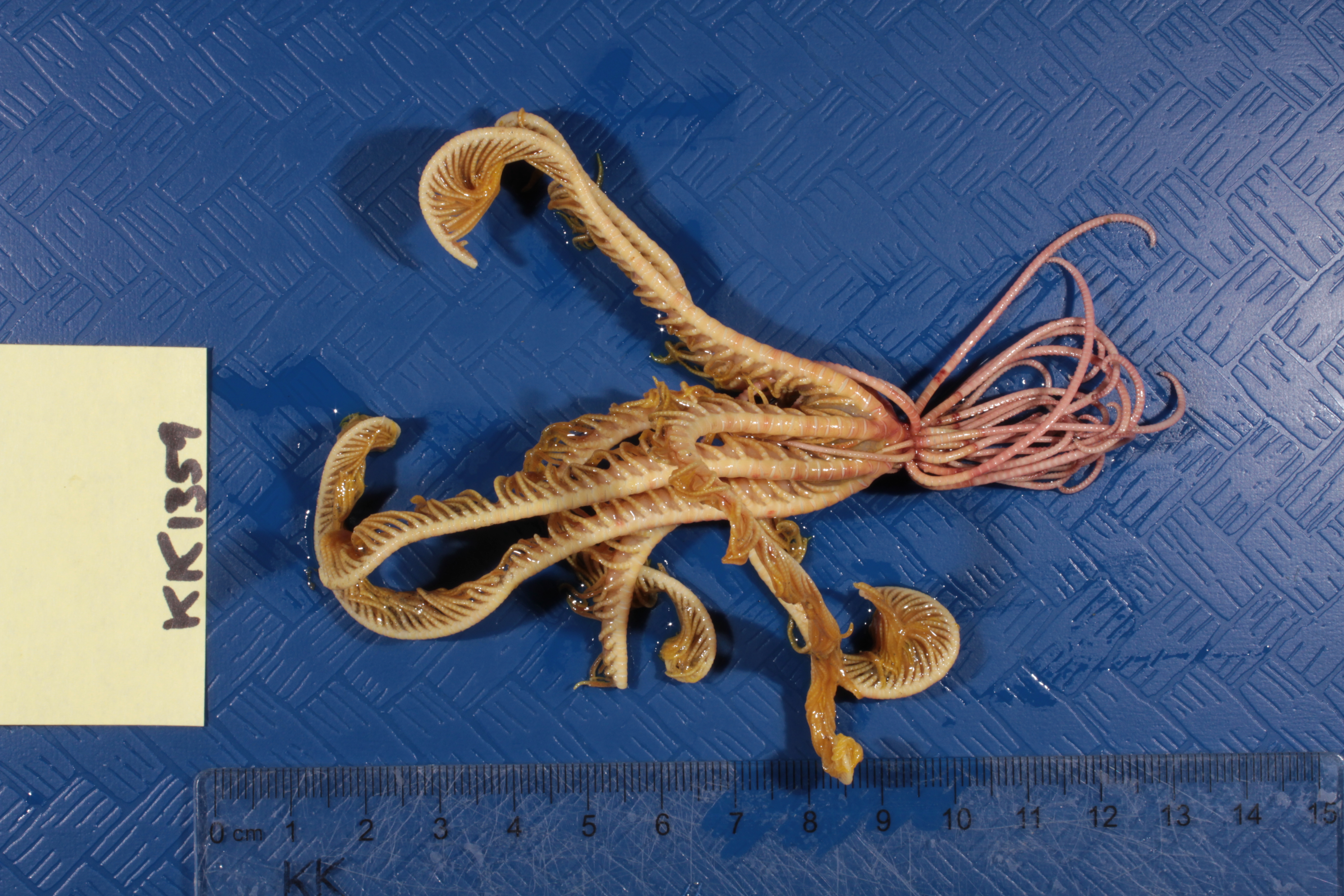 Notocrinus mortenseni