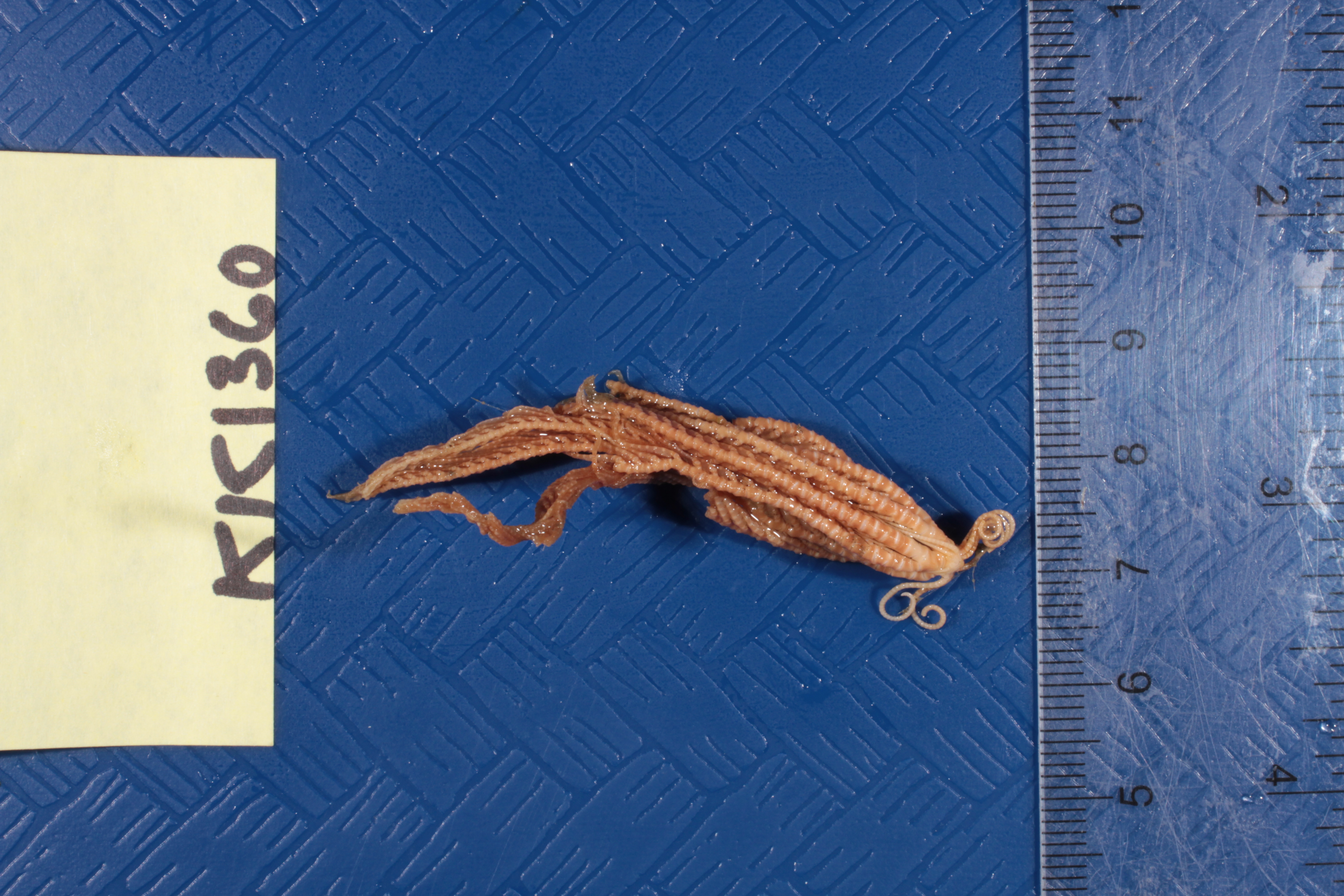 Specimen media
