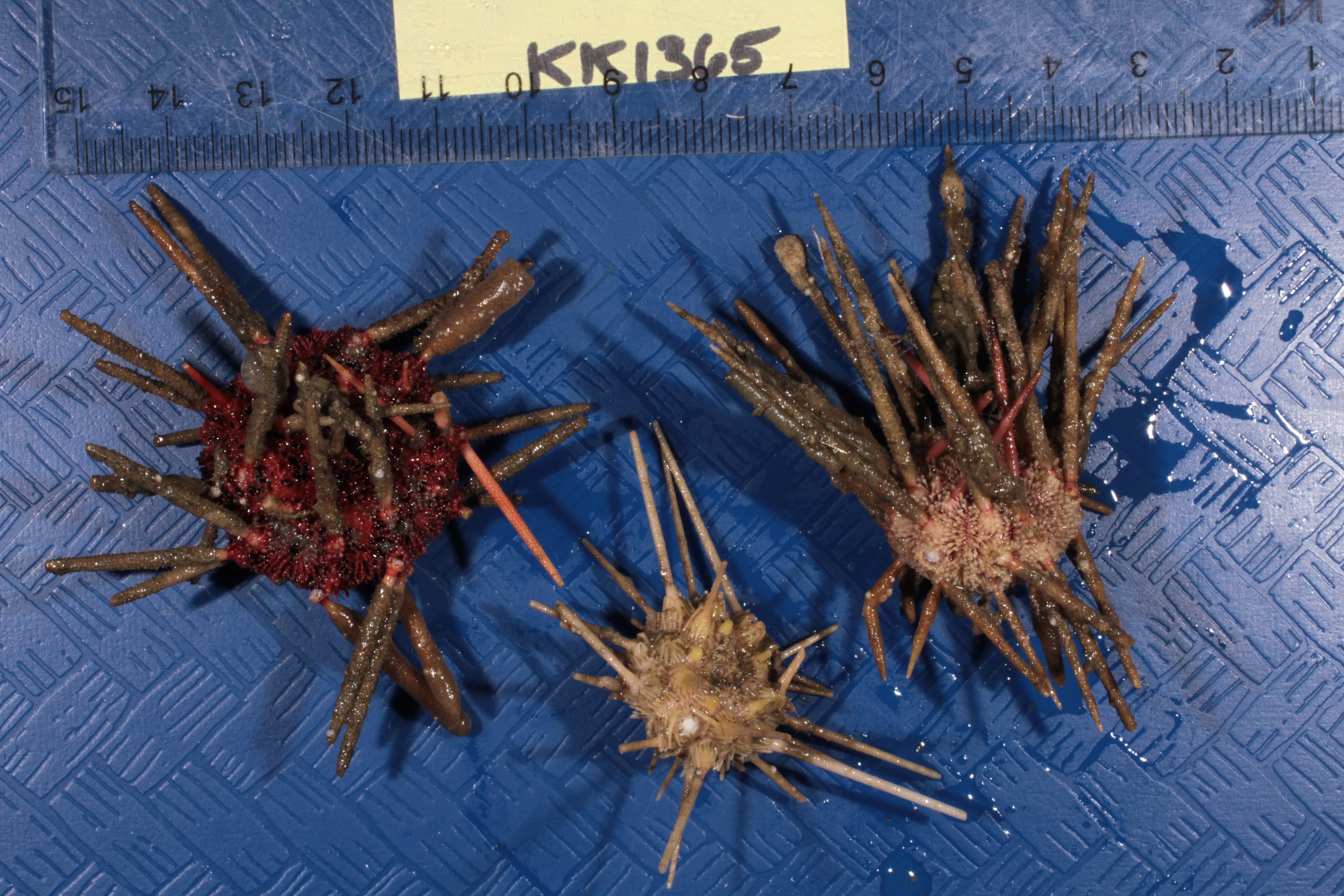 Specimen media