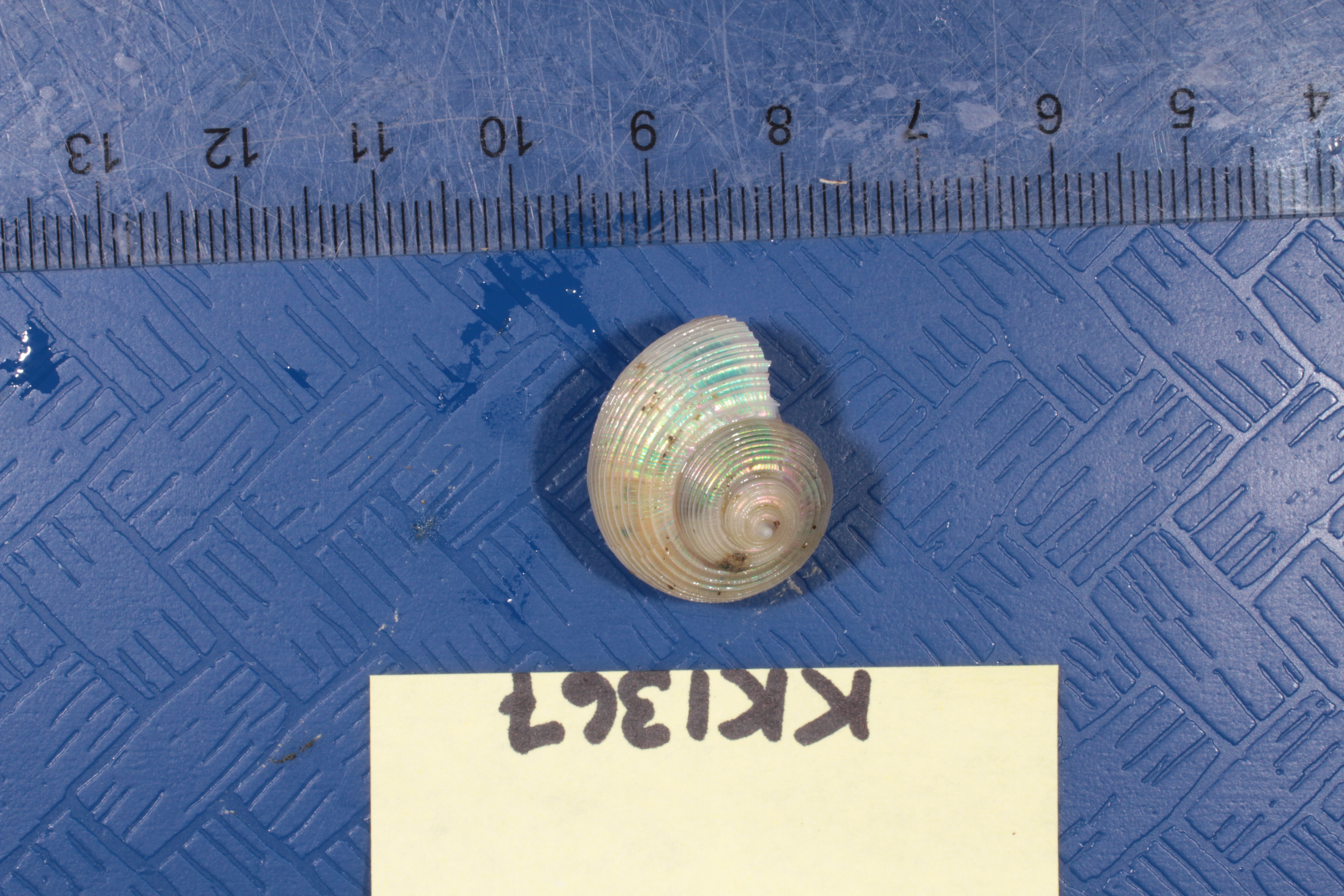 Falsimargarita gemma