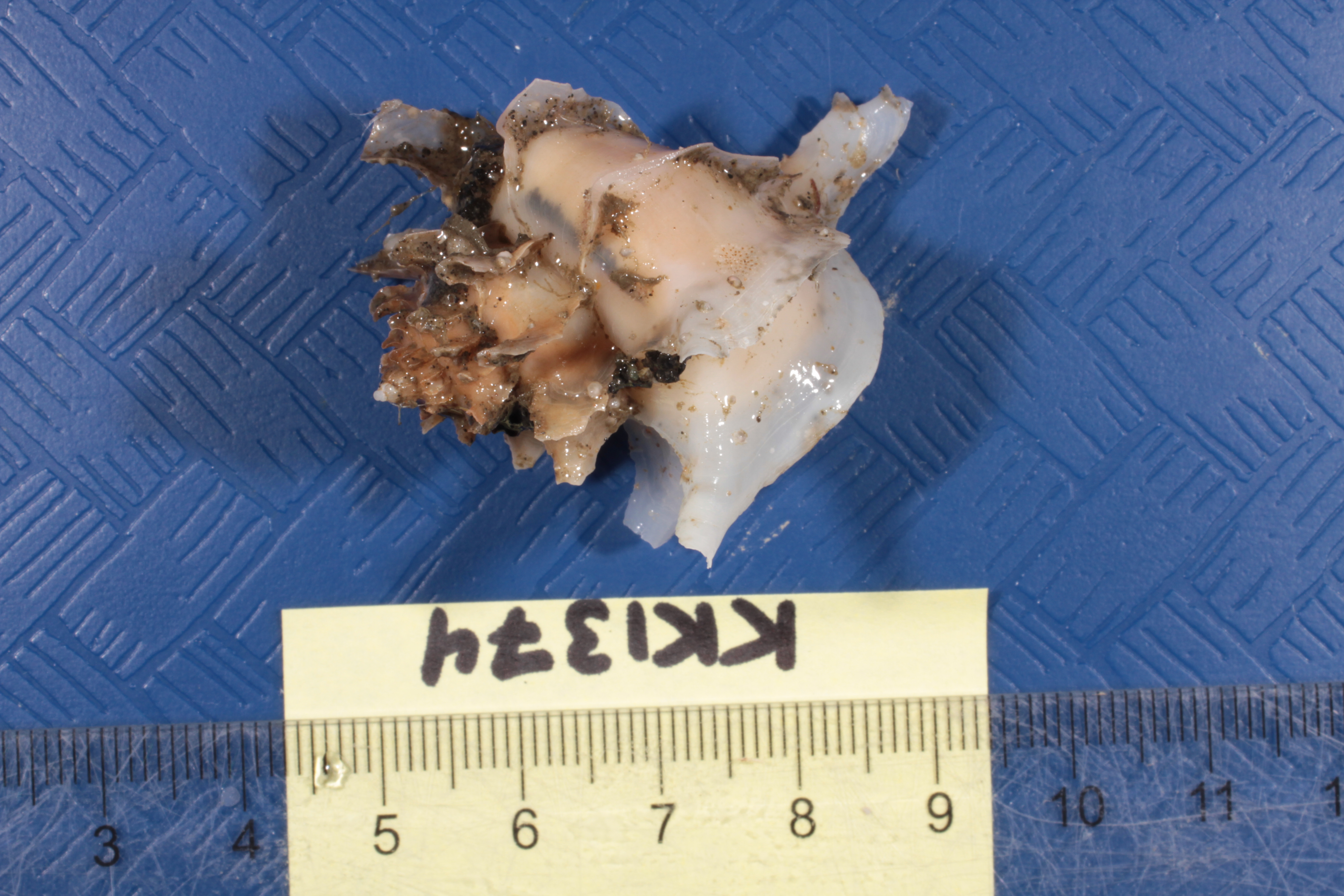 Trophon paucilamellatus