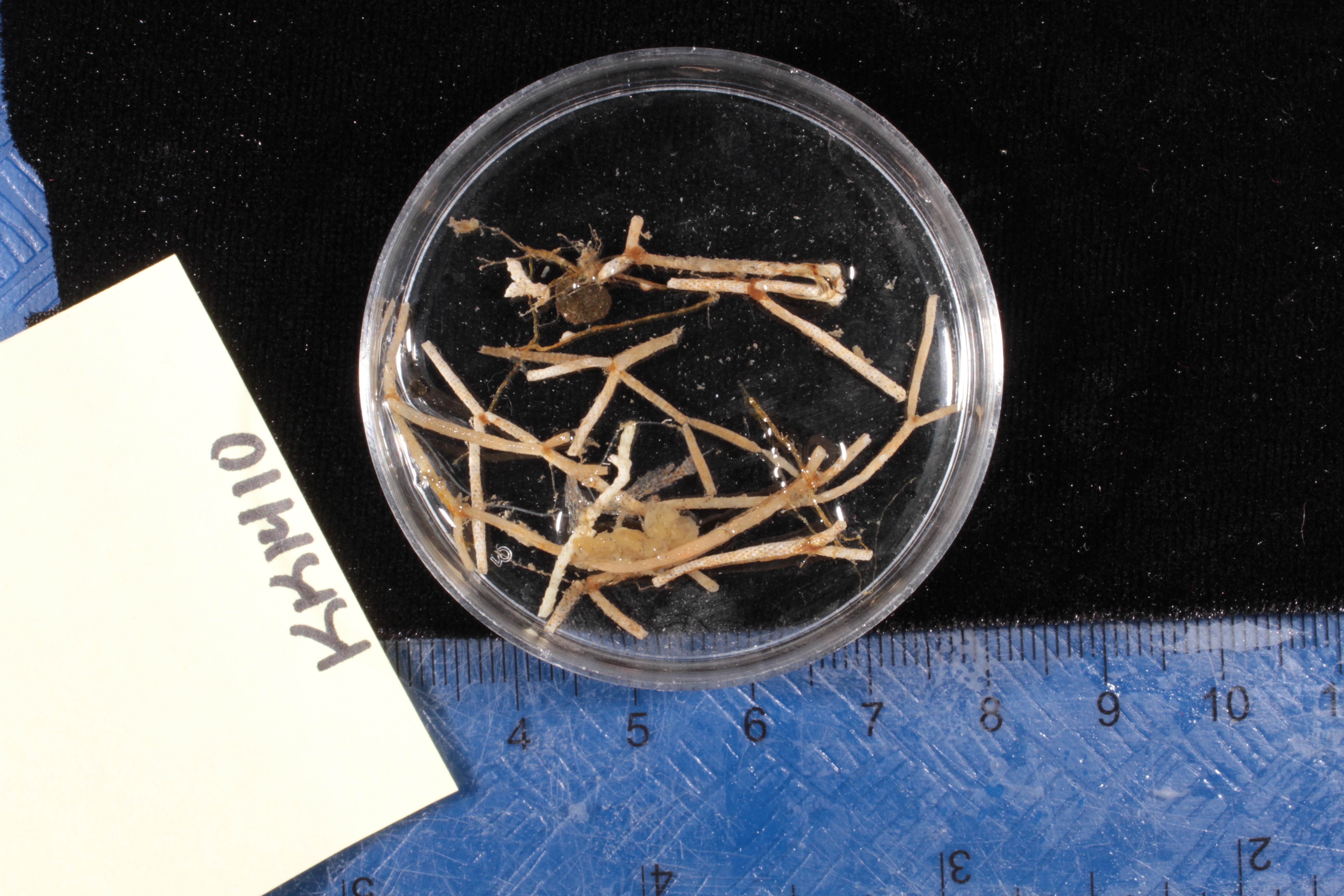 Specimen media