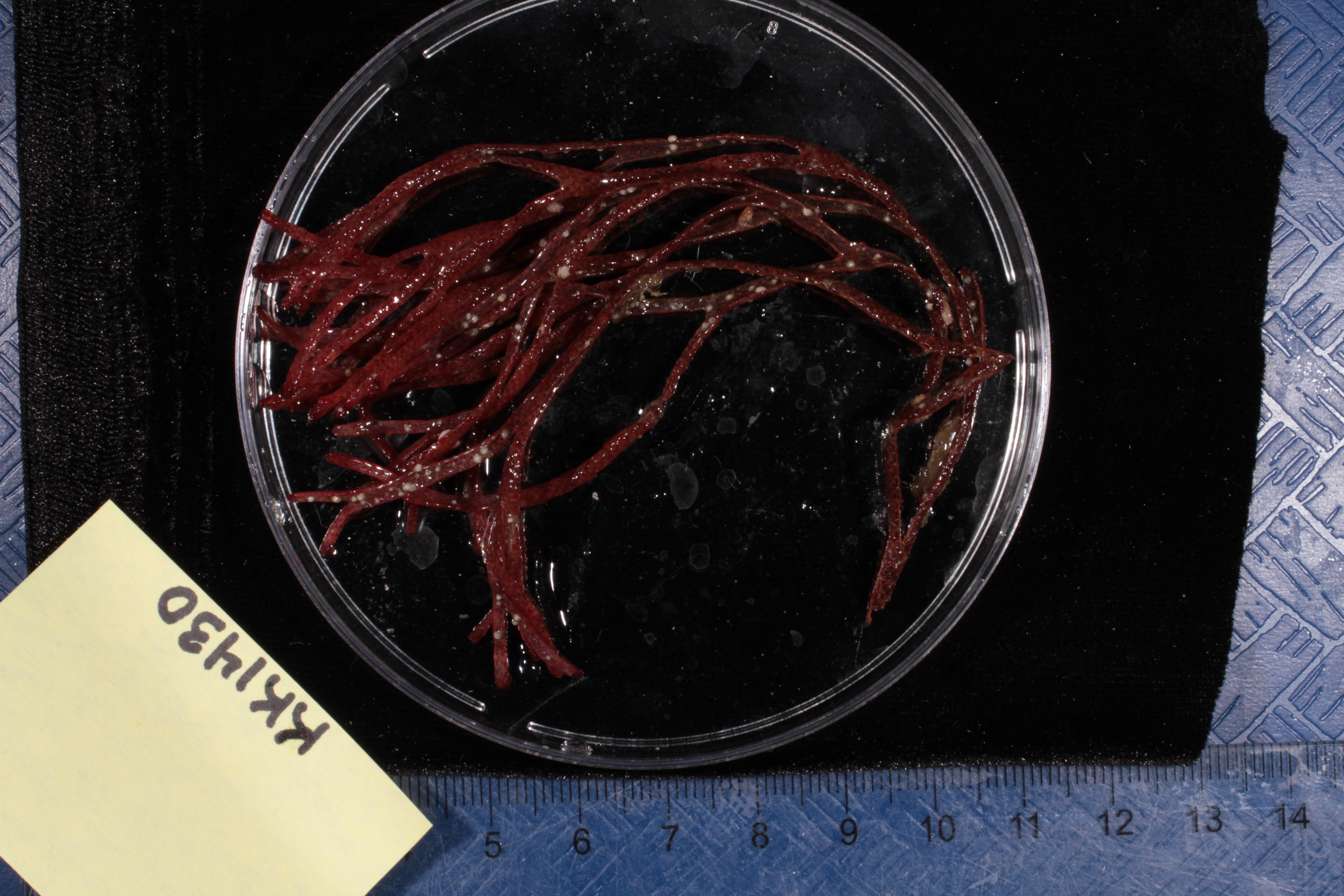 Specimen media