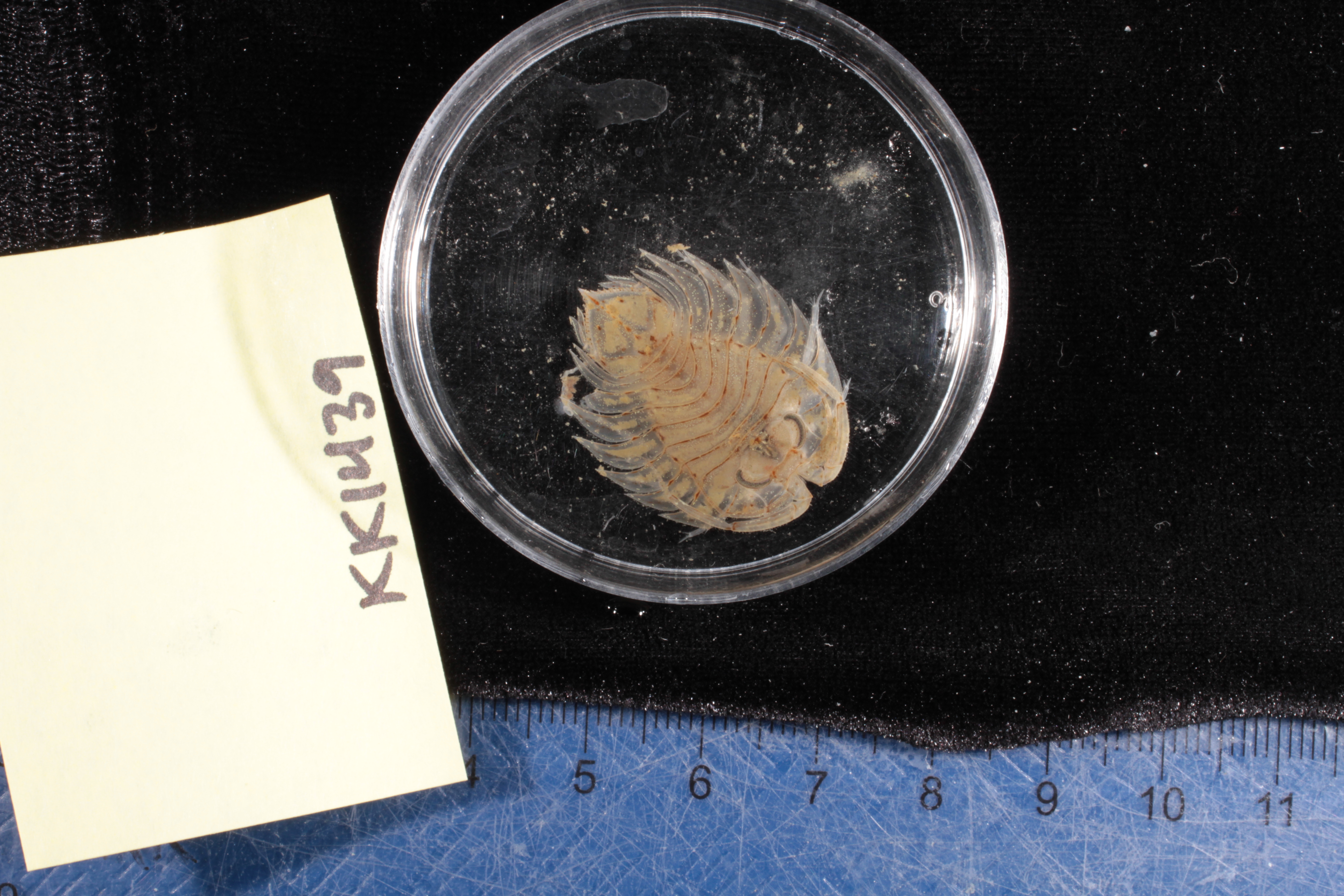 Specimen media