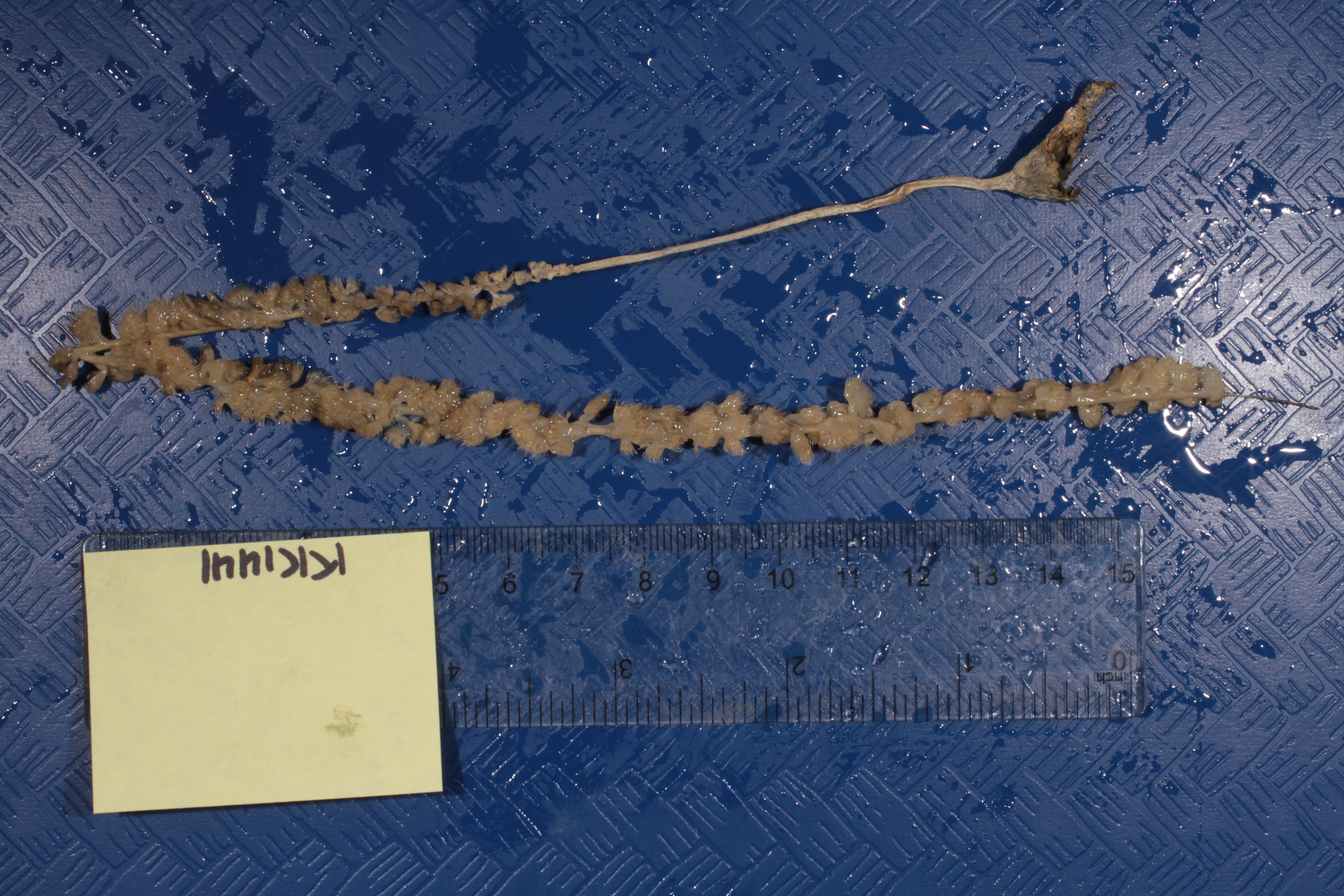 Ainigmaptilon virgularoides