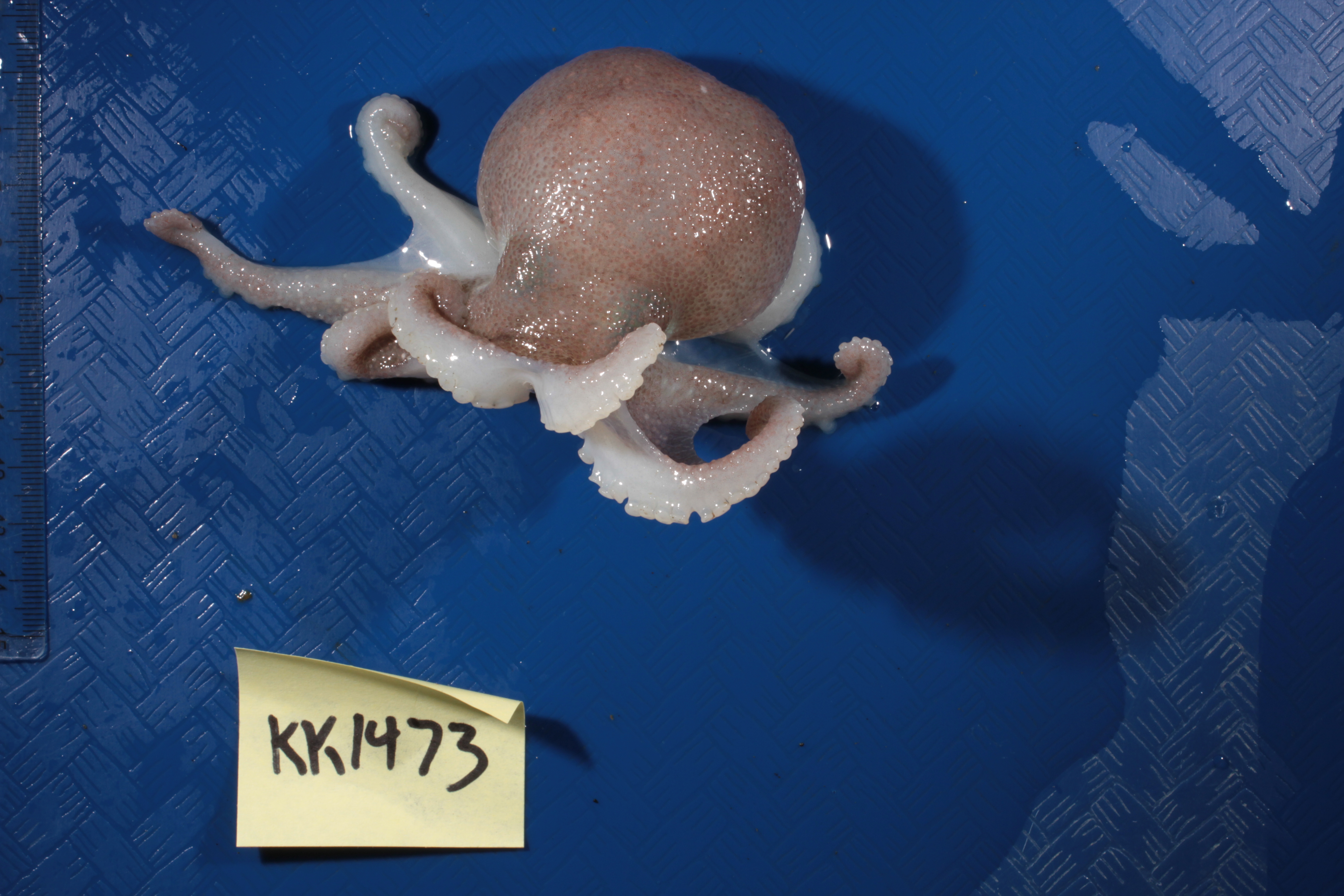 Specimen media
