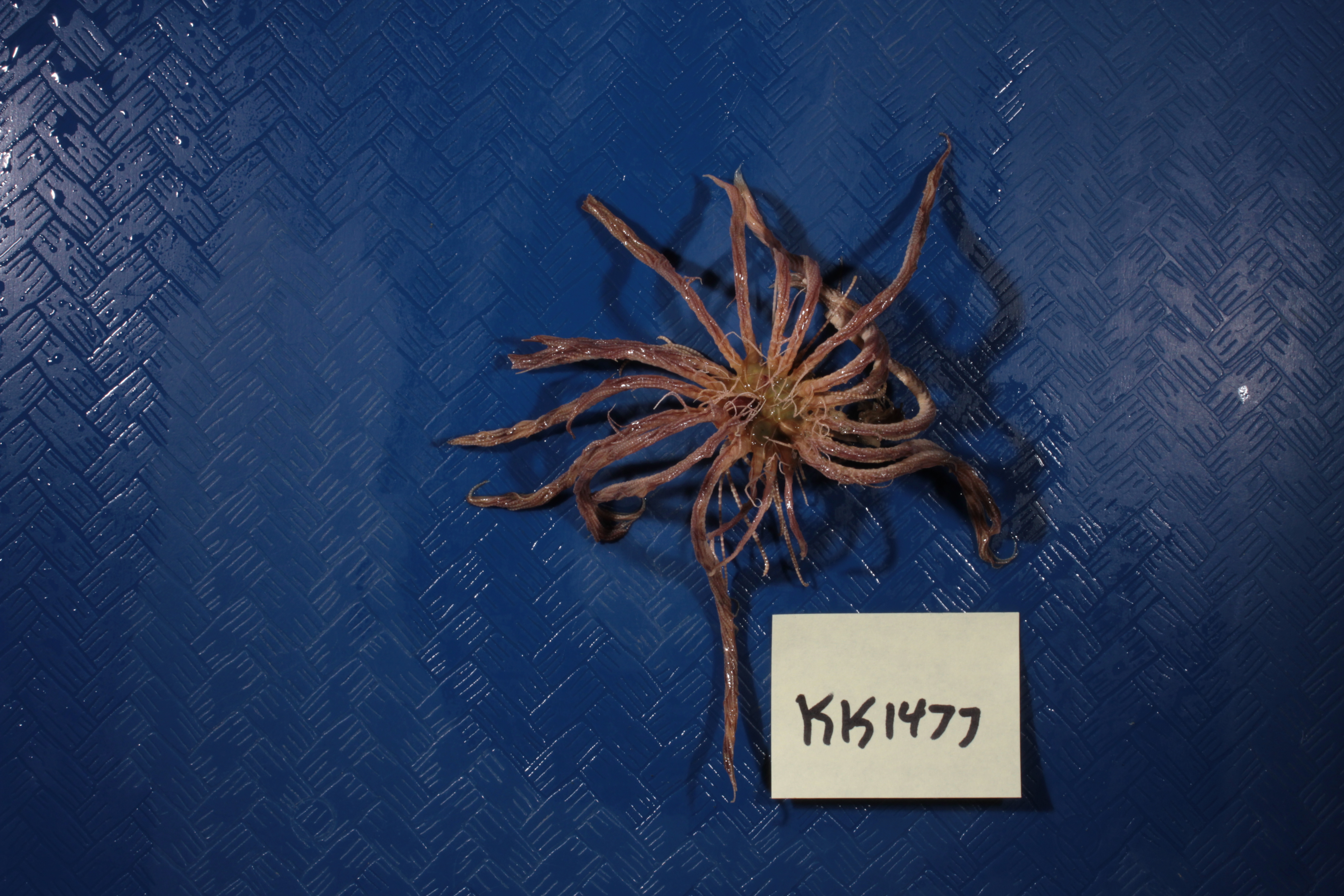 Promachocrinus kerguelensis