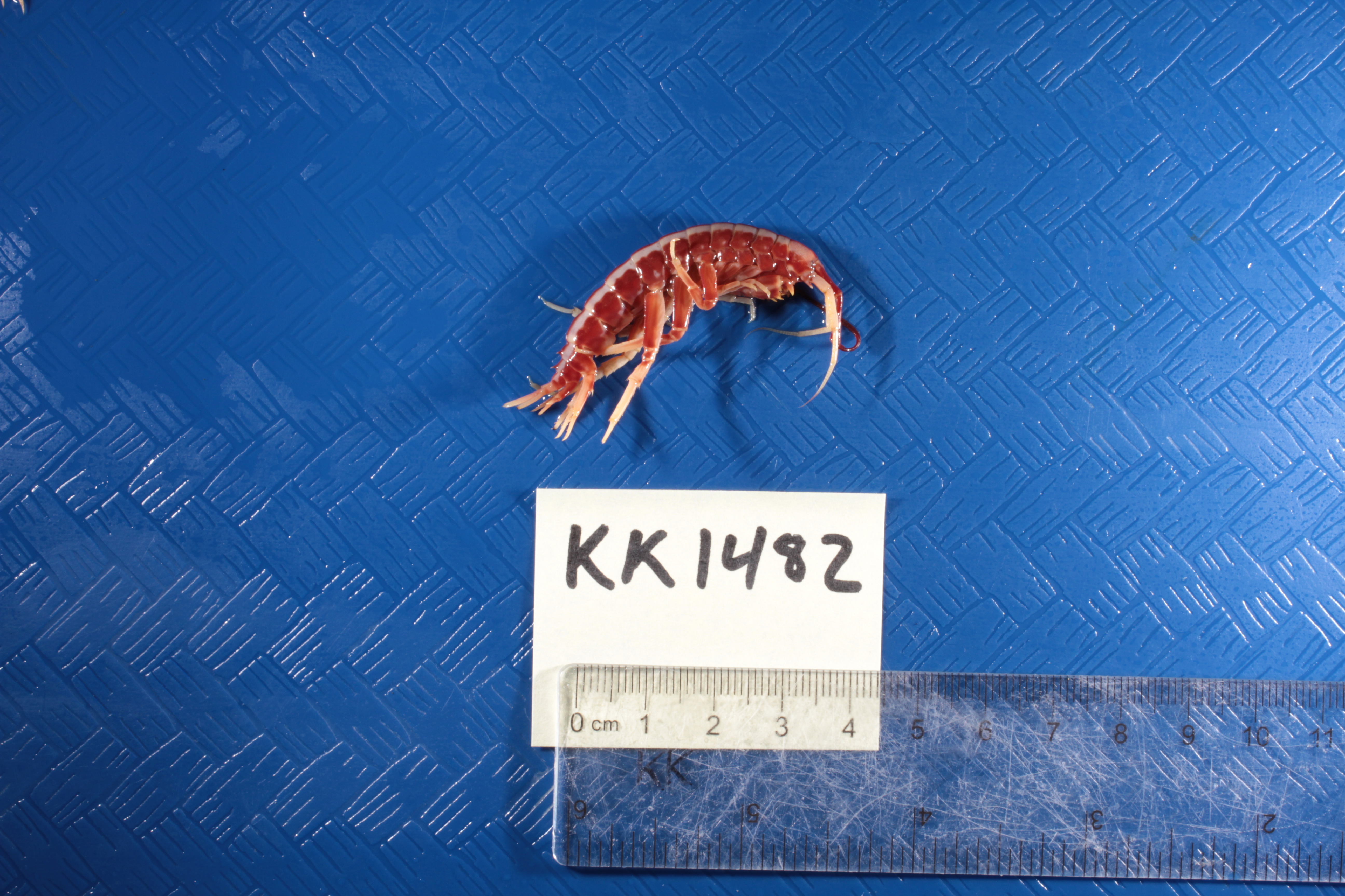 Paraceradocus gibber