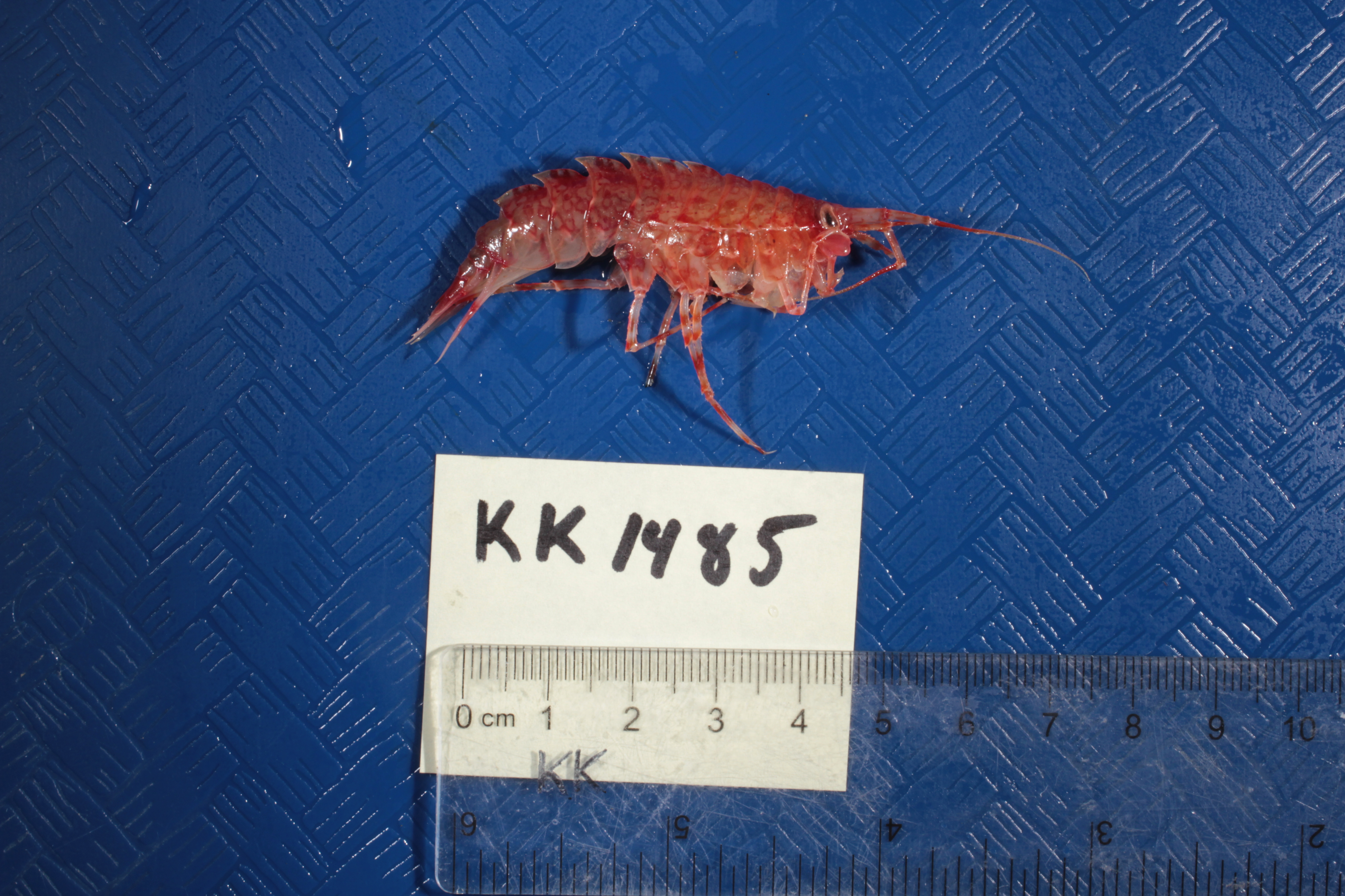 Specimen media