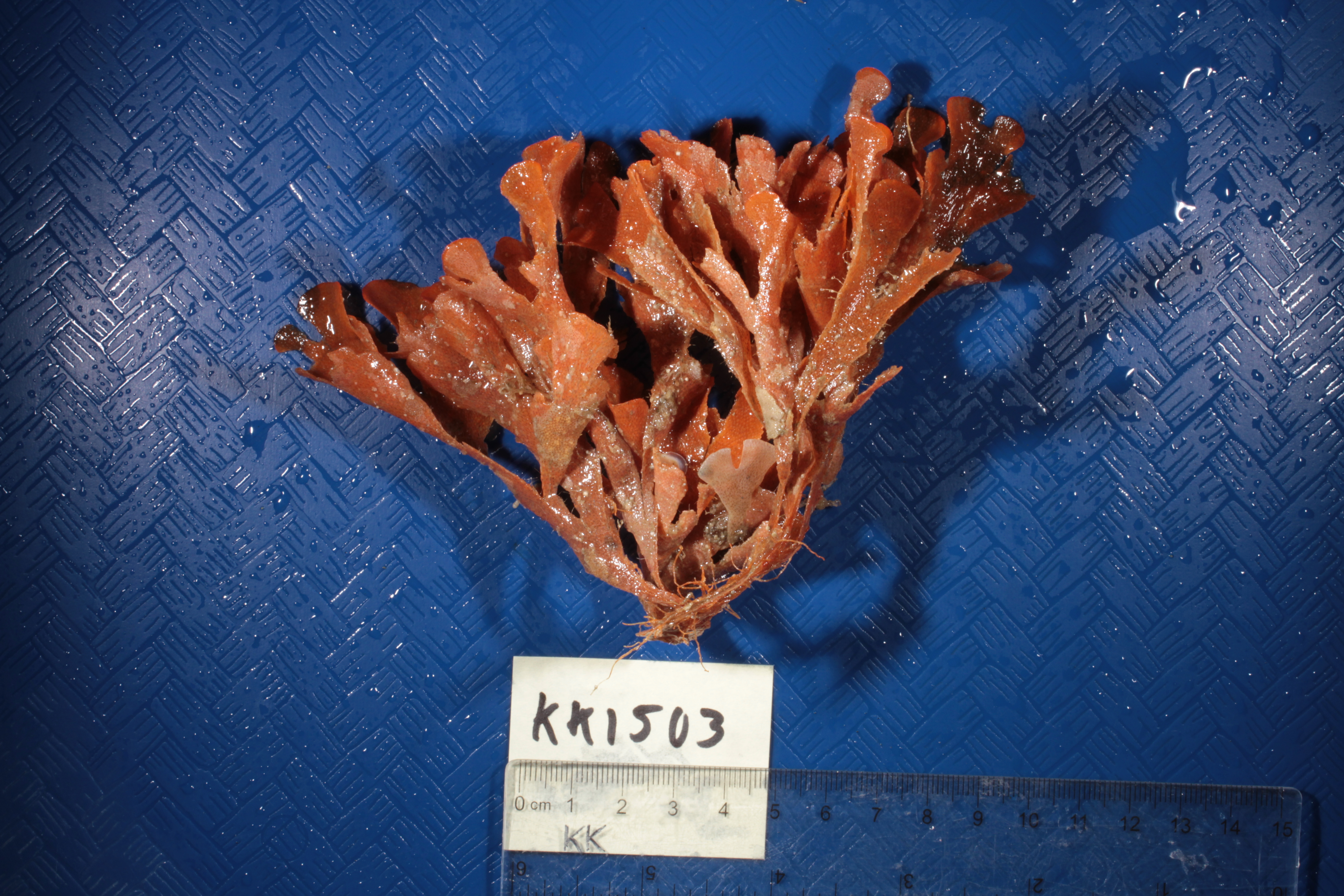 Specimen media