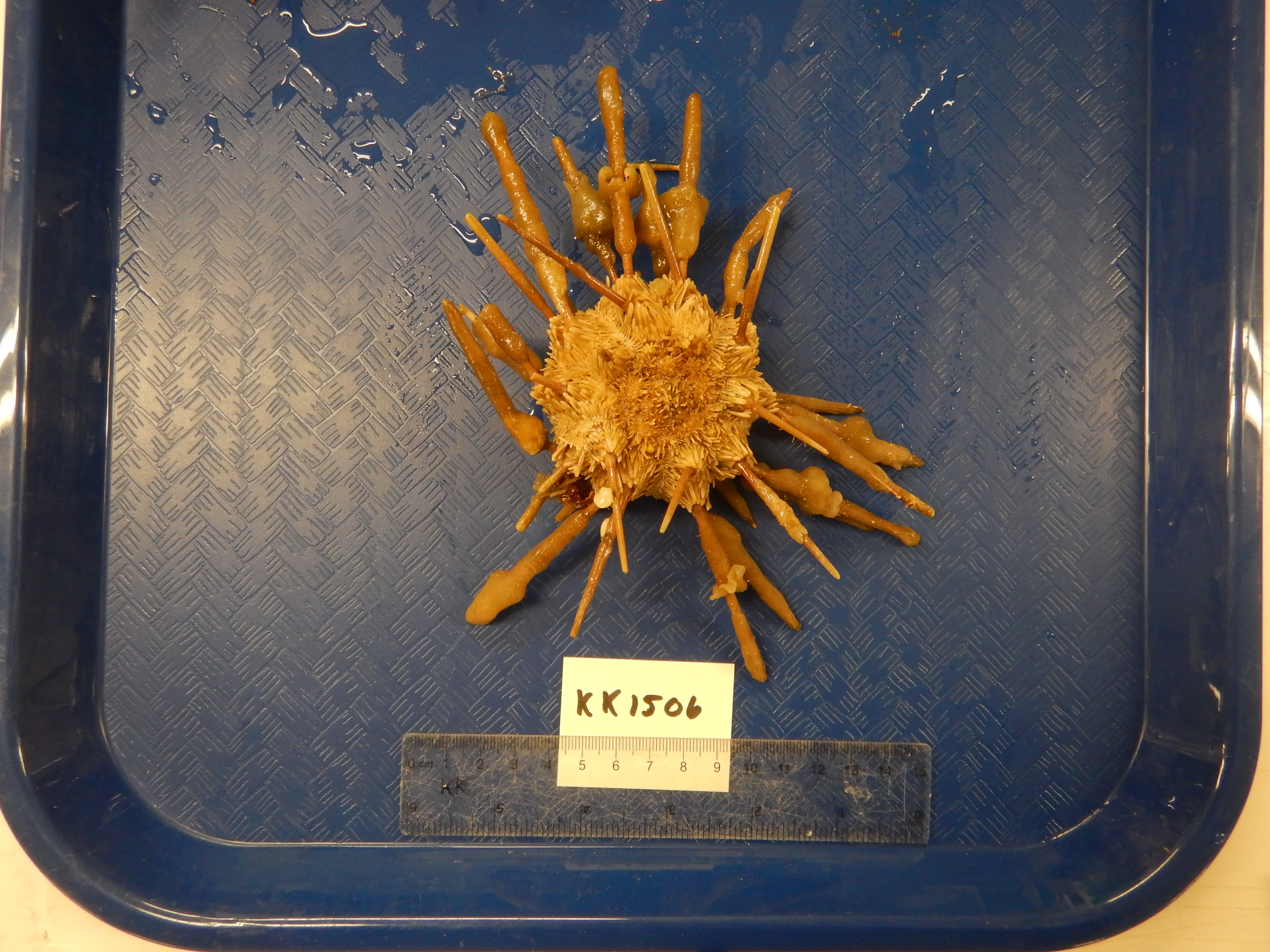 Ctenocidaris speciosa