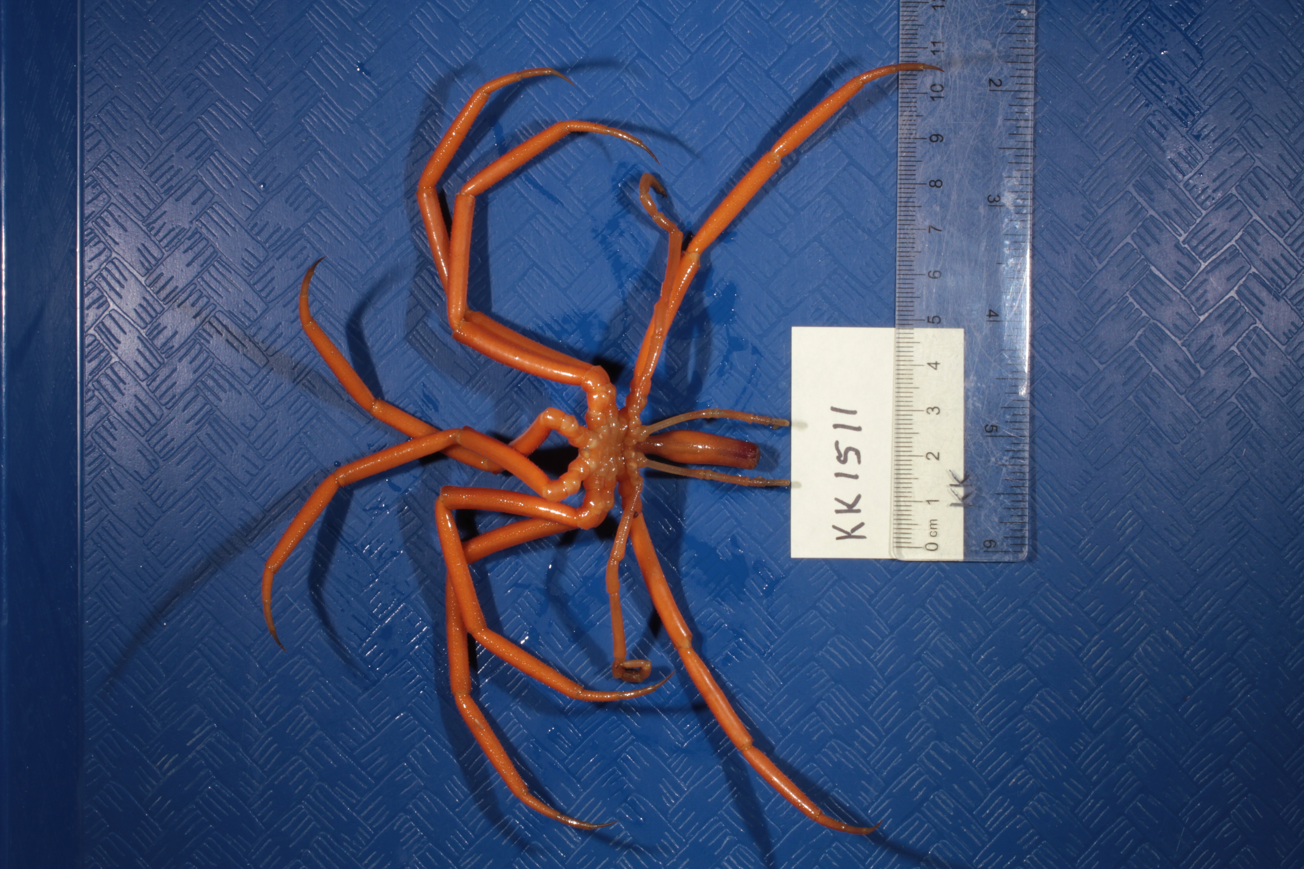 Colossendeis robusta