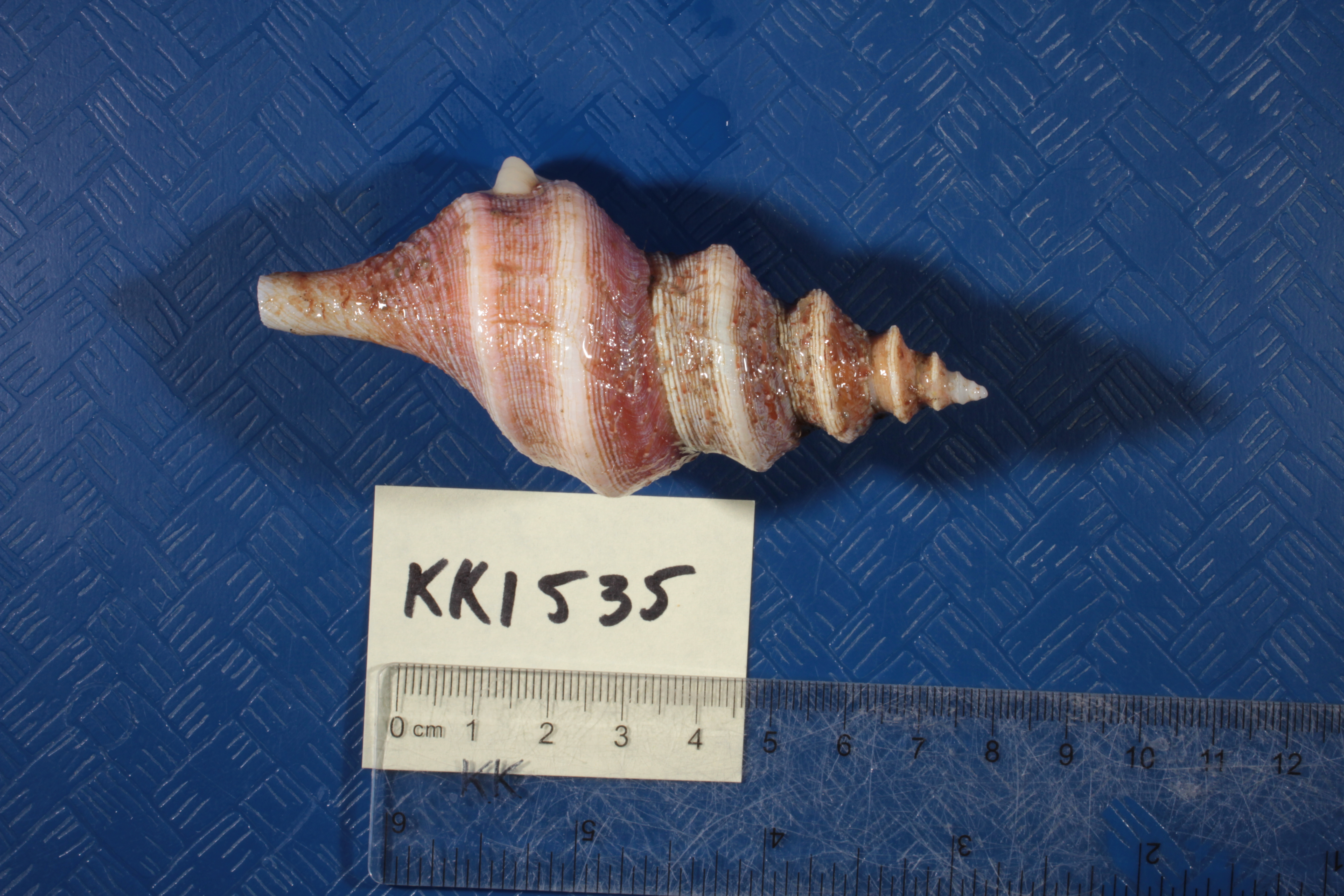 Aforia multispiralis