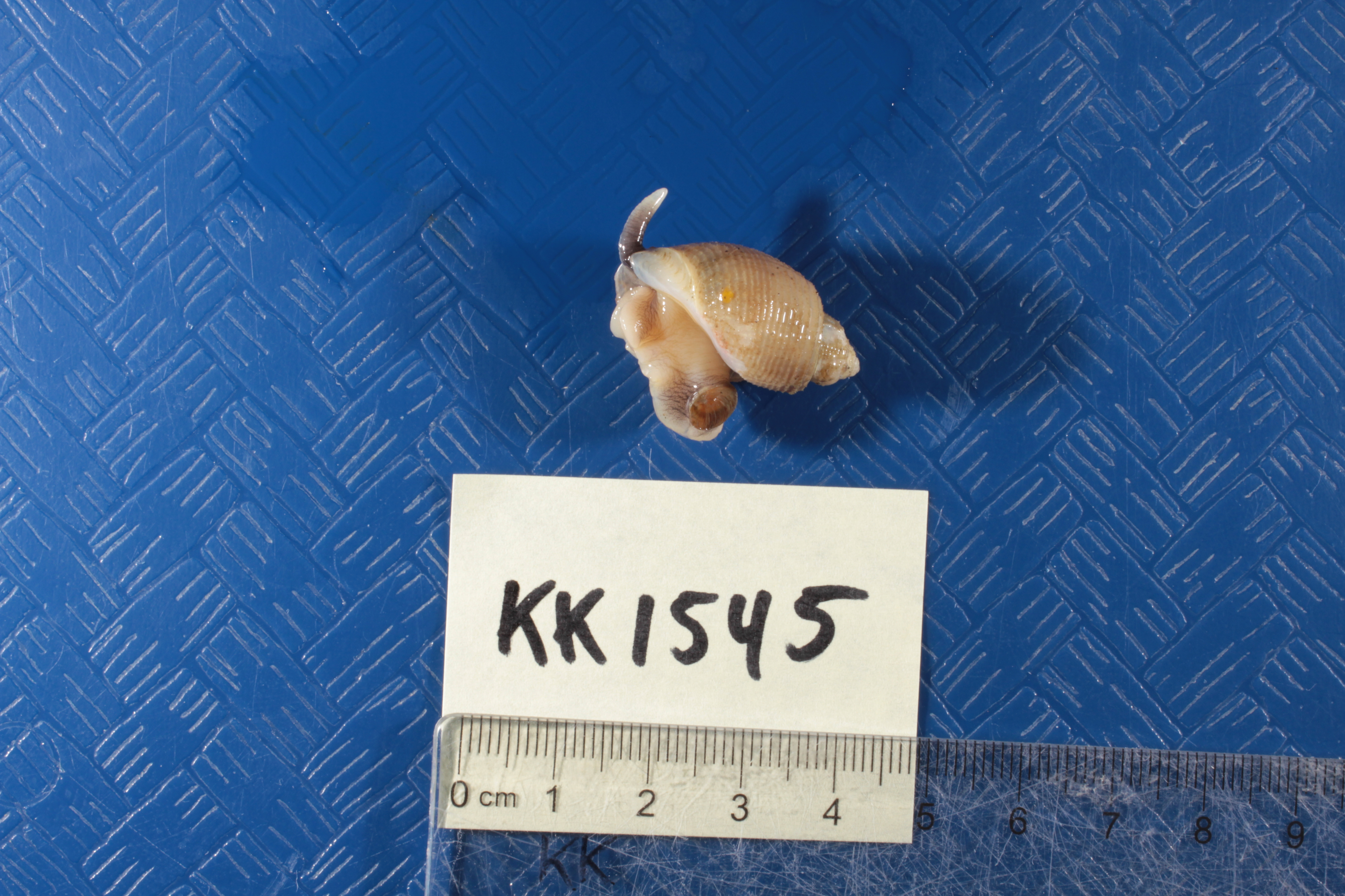 Specimen media