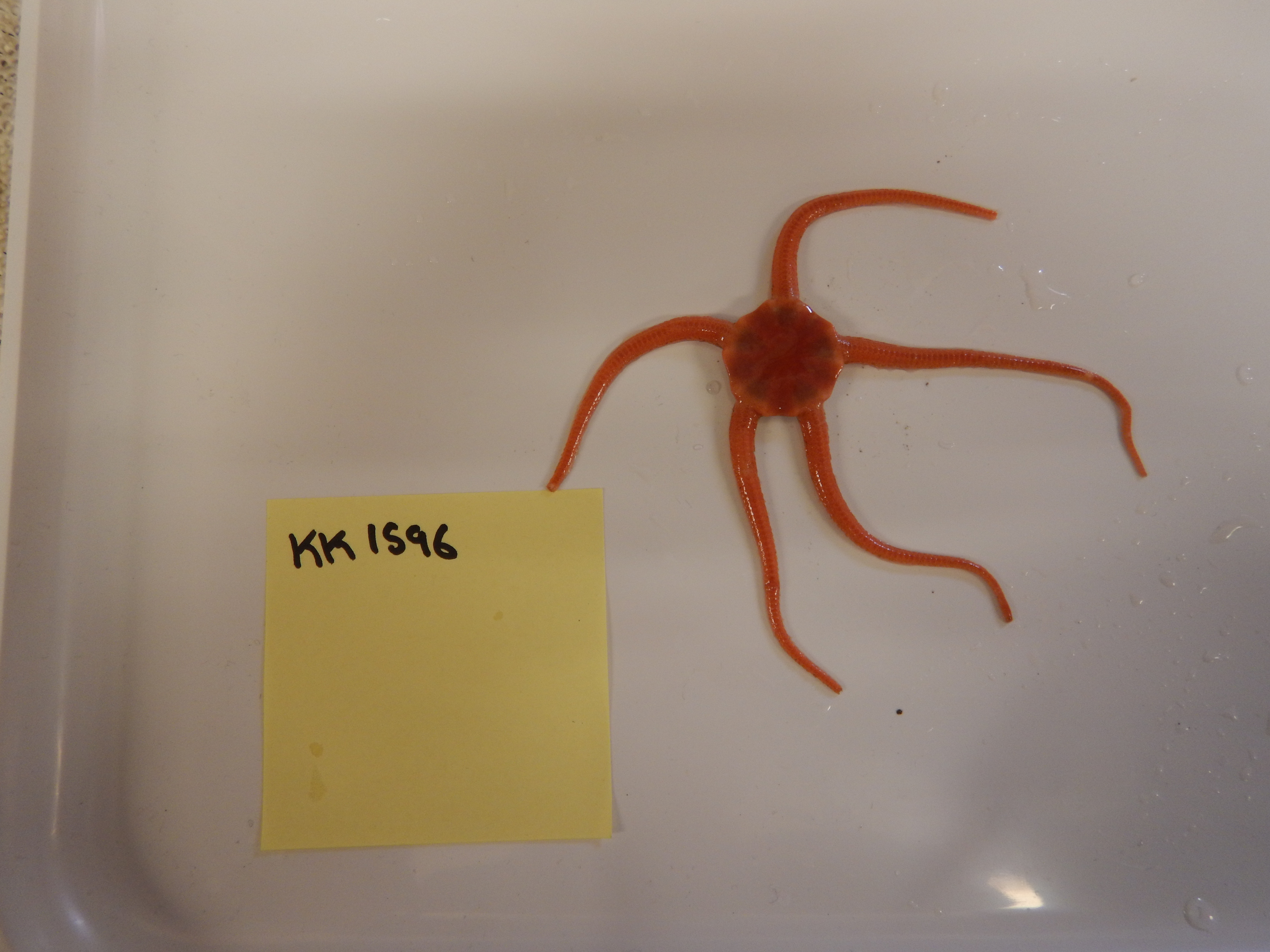 Ophionotus victoriae