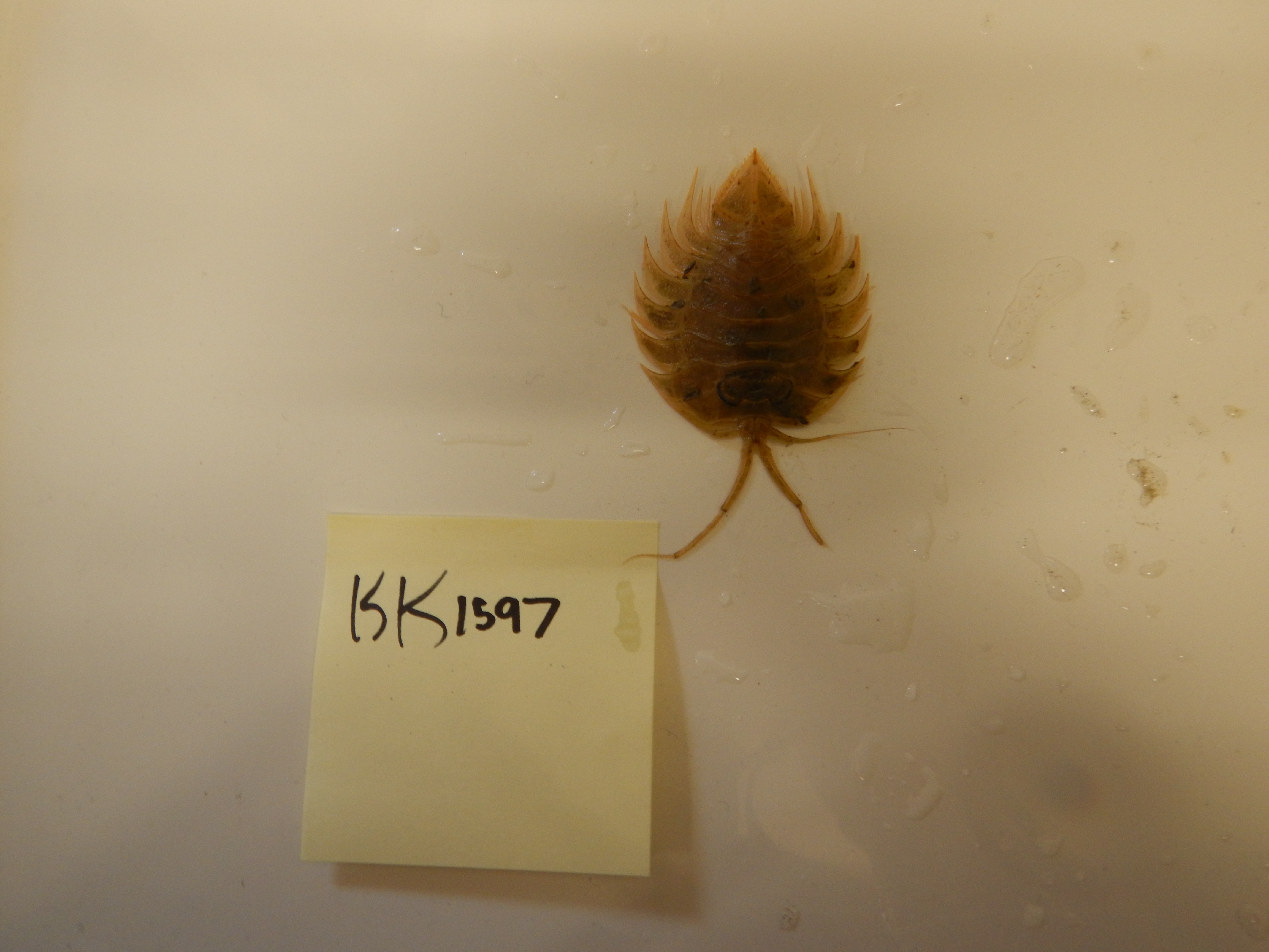 Ceratoserolis trilobitoides