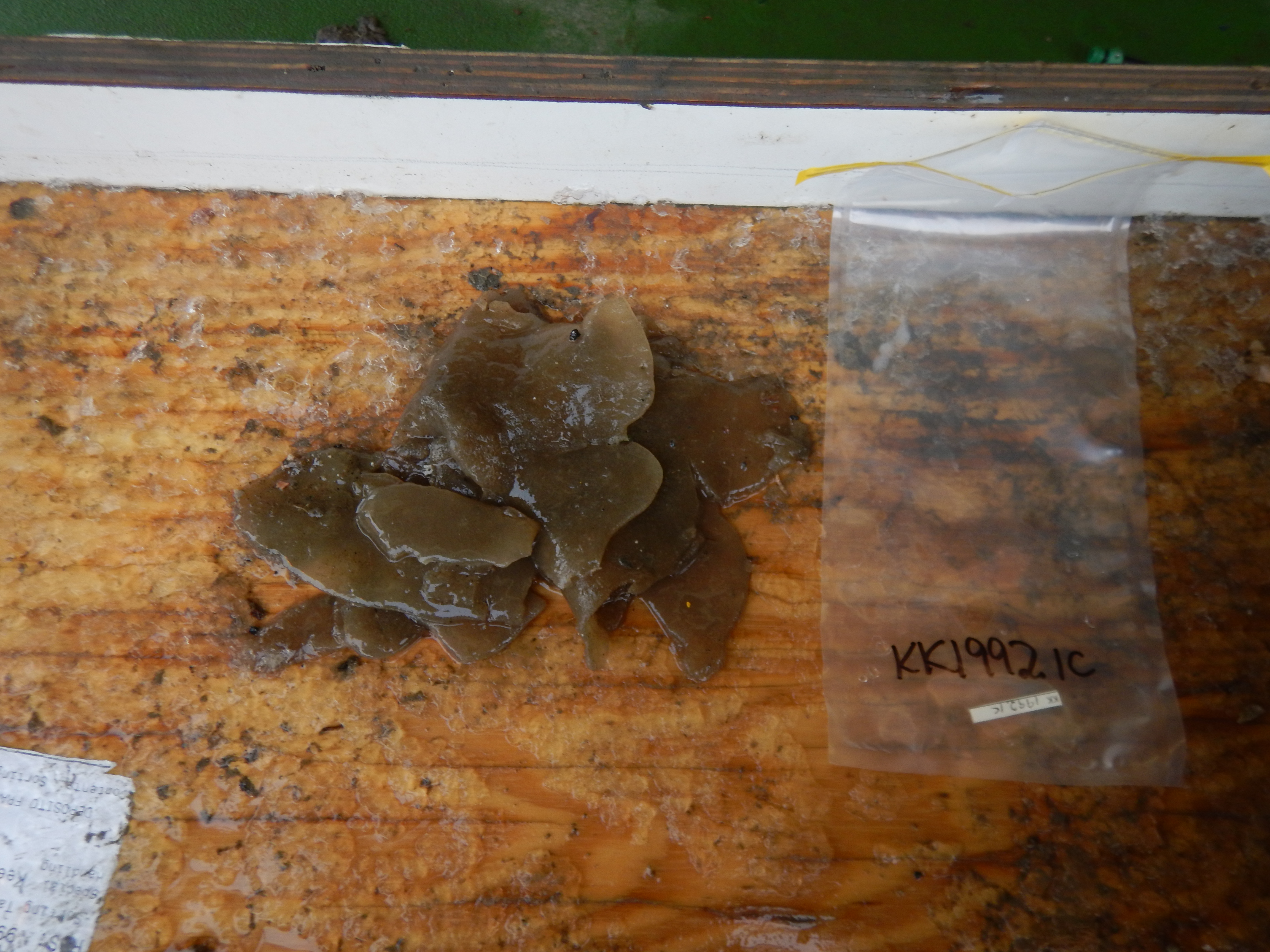 Specimen media