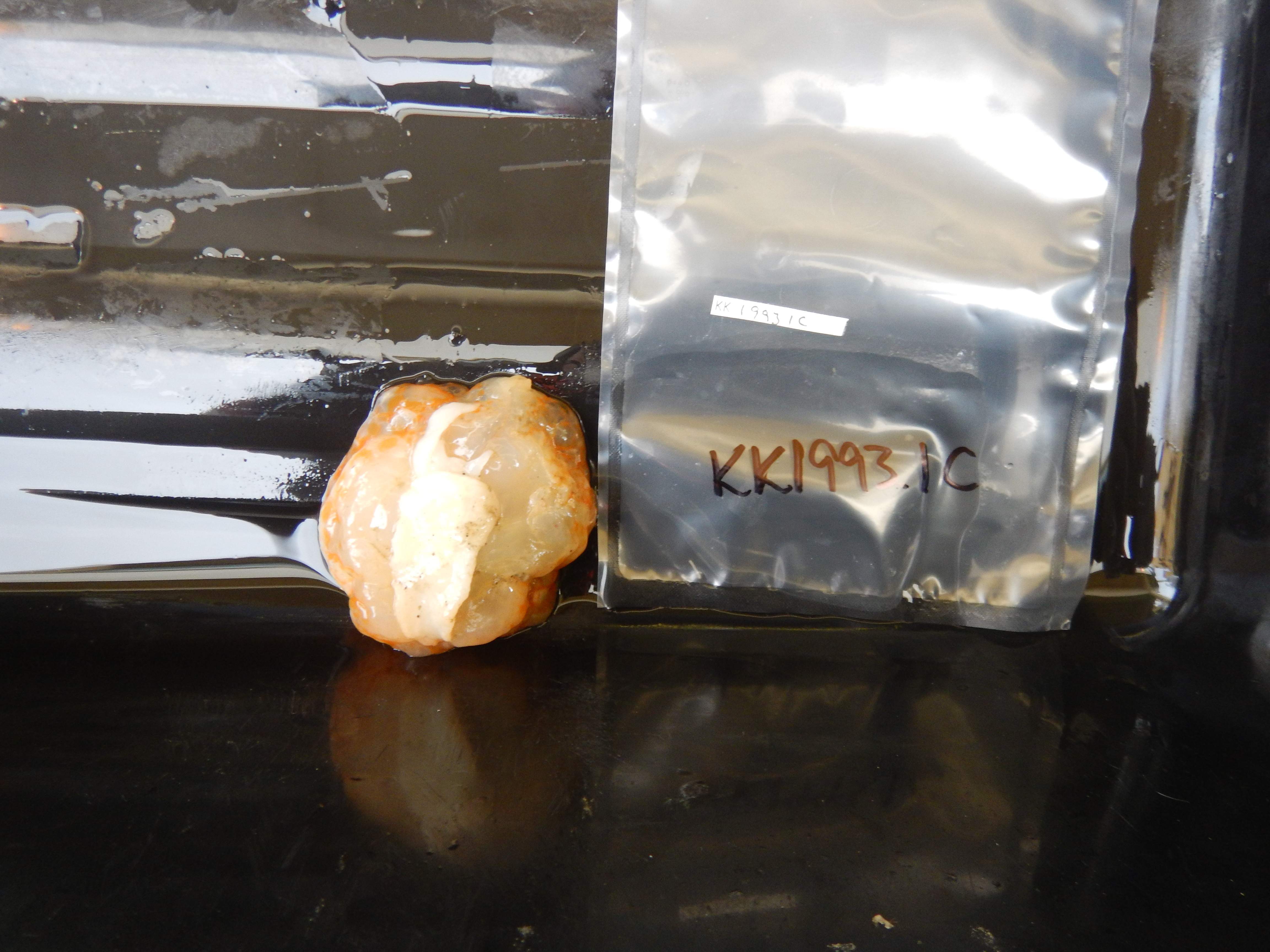 Marseniopsis antarctica