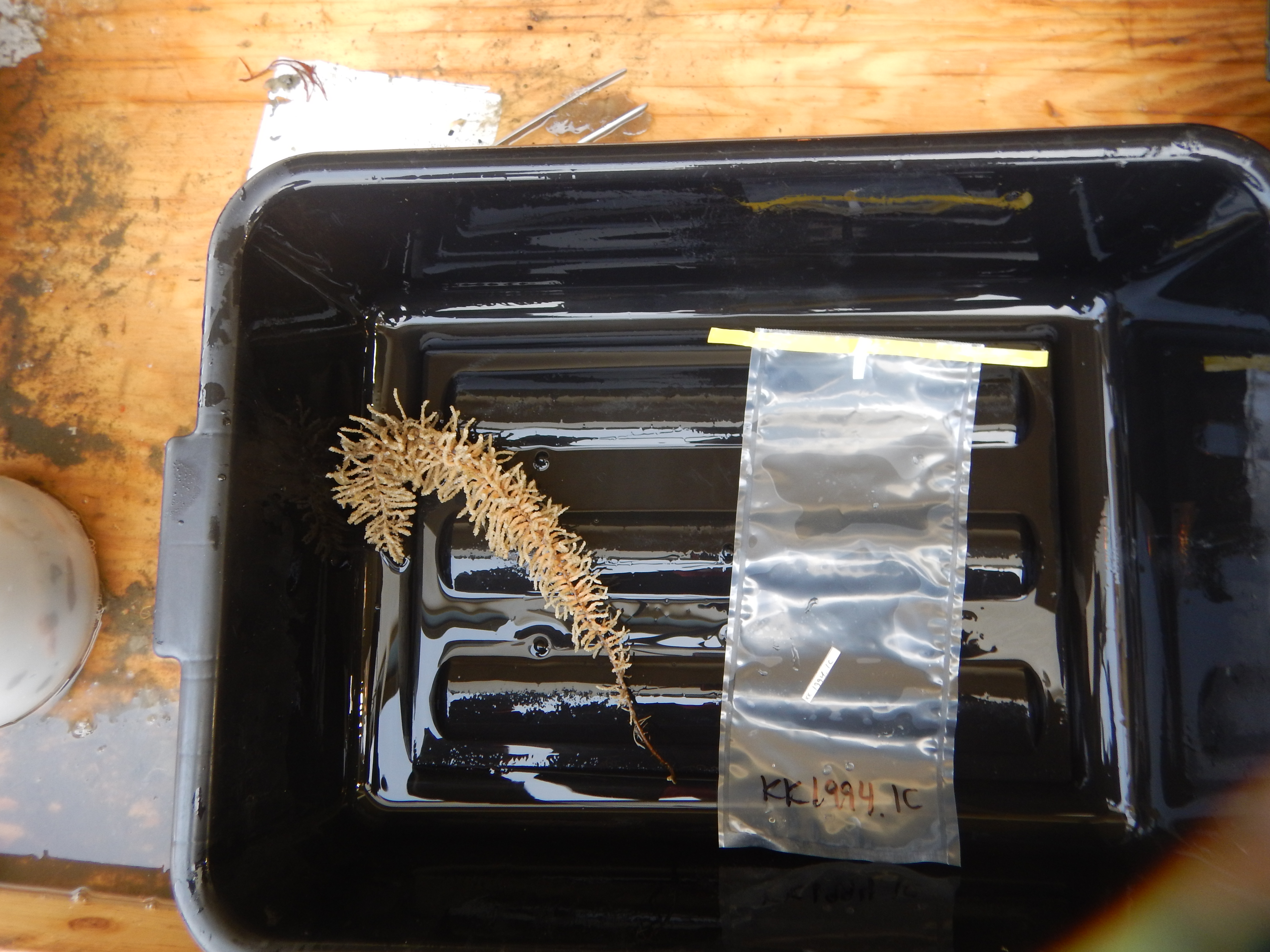 Specimen media